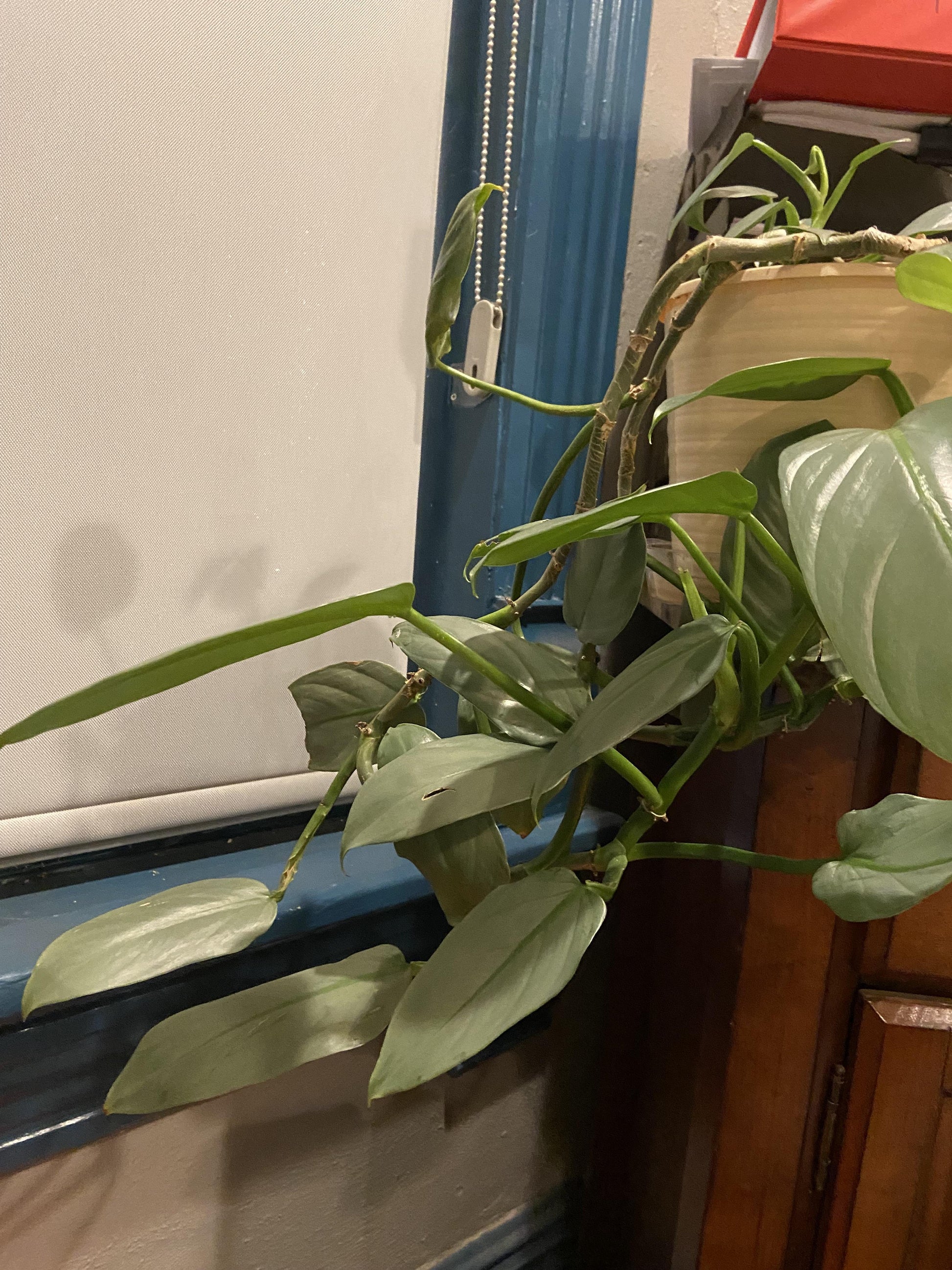 Philodendron 'silver Sword' - View 23 from www redcrocus com