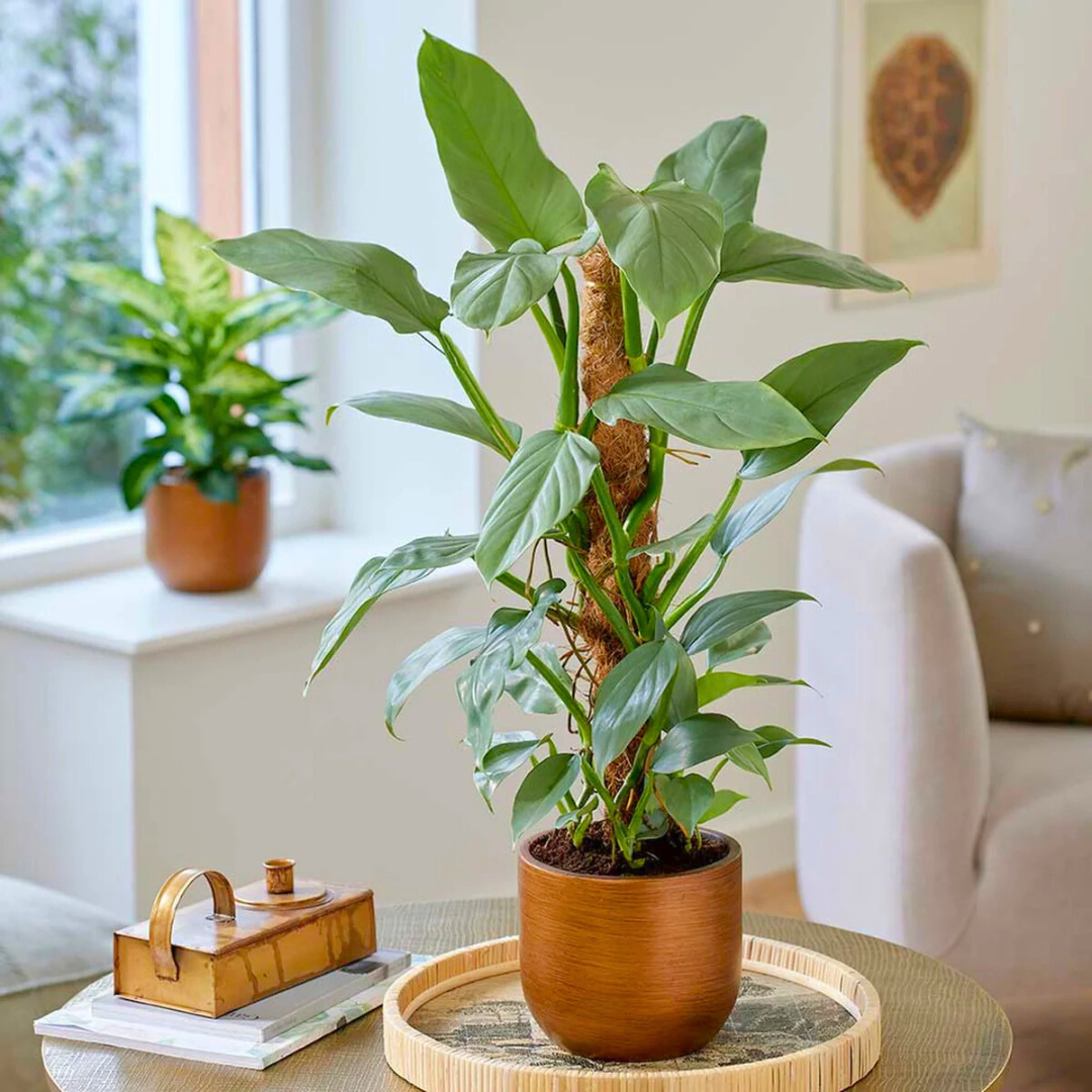 Philodendron 'silver Sword' - View 2 from www redcrocus com
