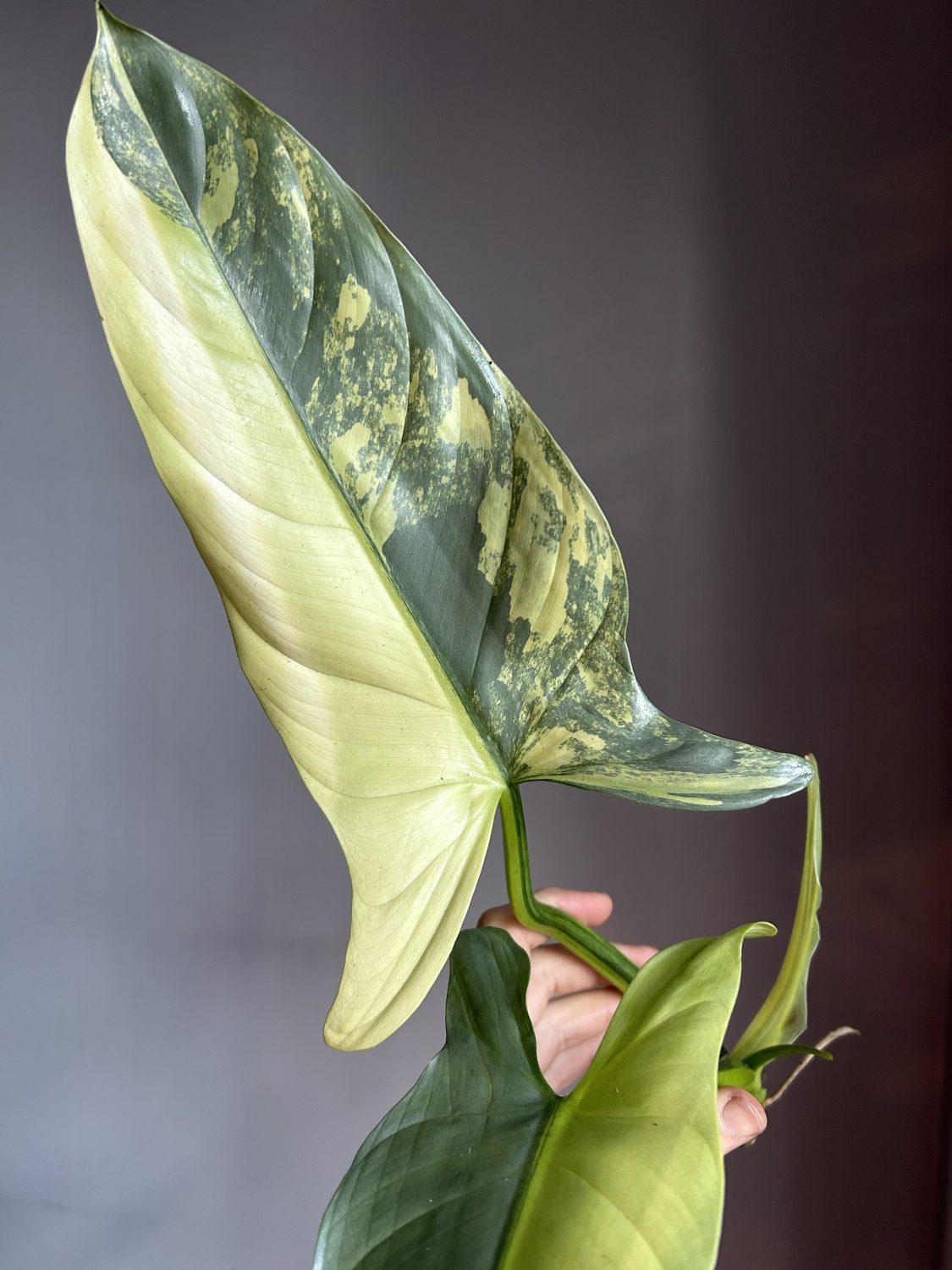 Philodendron 'silver Sword' - View 4 from www redcrocus com