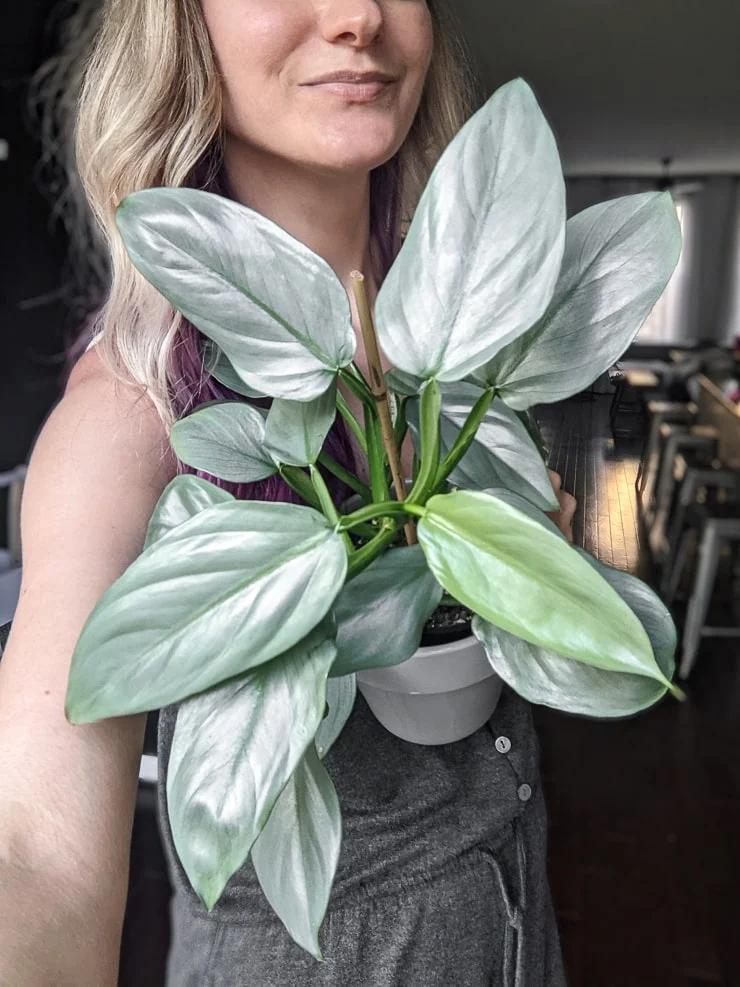 Philodendron 'silver Sword' - View 5 from www redcrocus com
