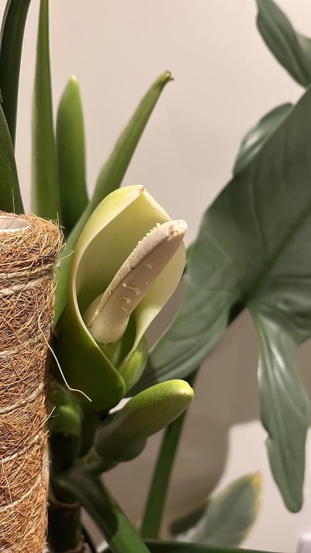 Philodendron 'silver Sword' - View 9 from www redcrocus com