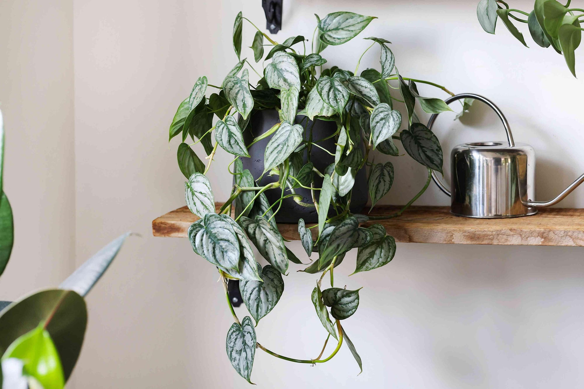 Philodendron 'brandi' - View 12 from www redcrocus com