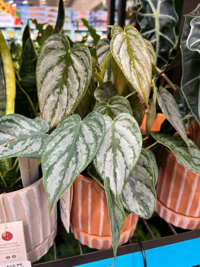 Philodendron 'brandi' - View 14 from www redcrocus com