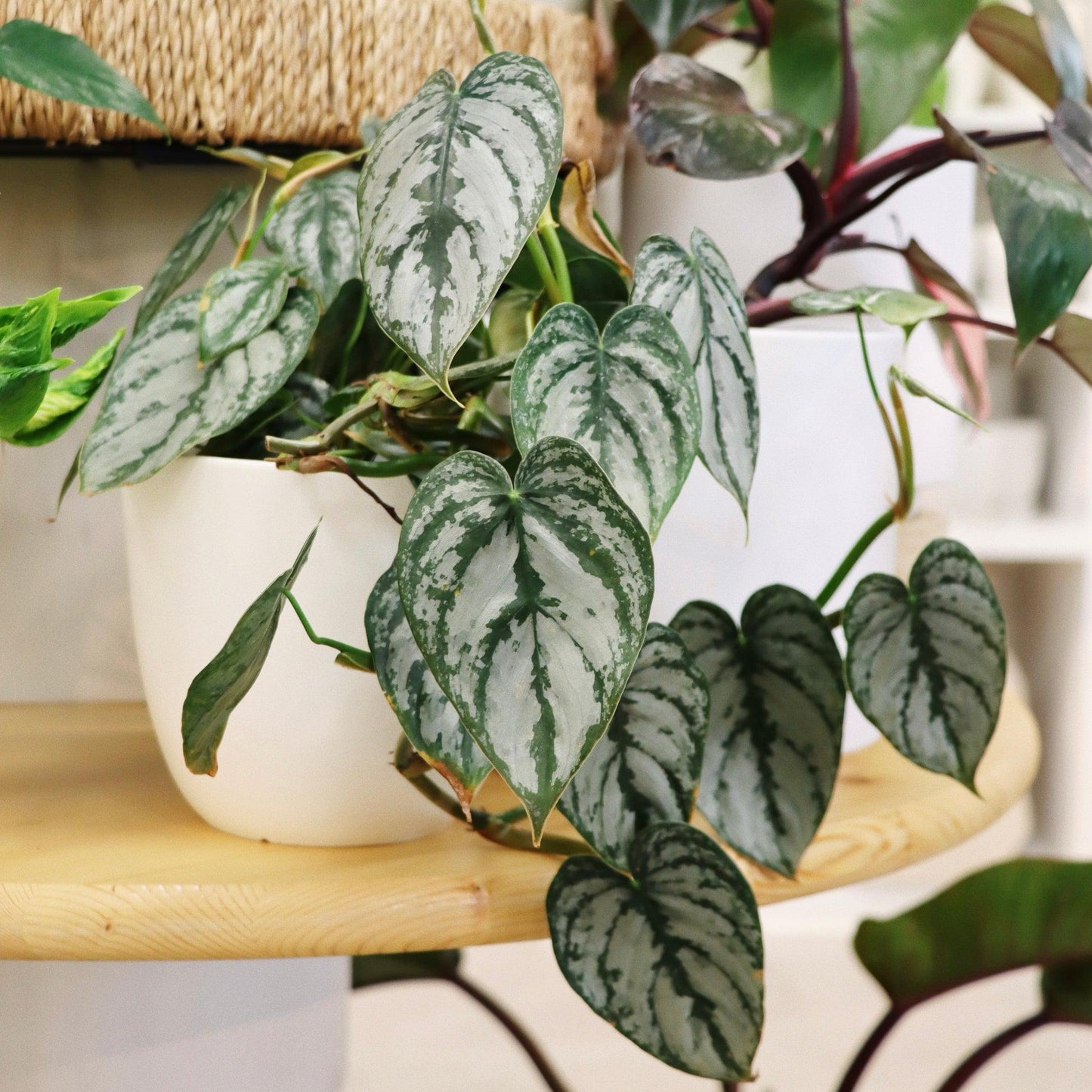Philodendron 'brandi' - View 15 from www redcrocus com