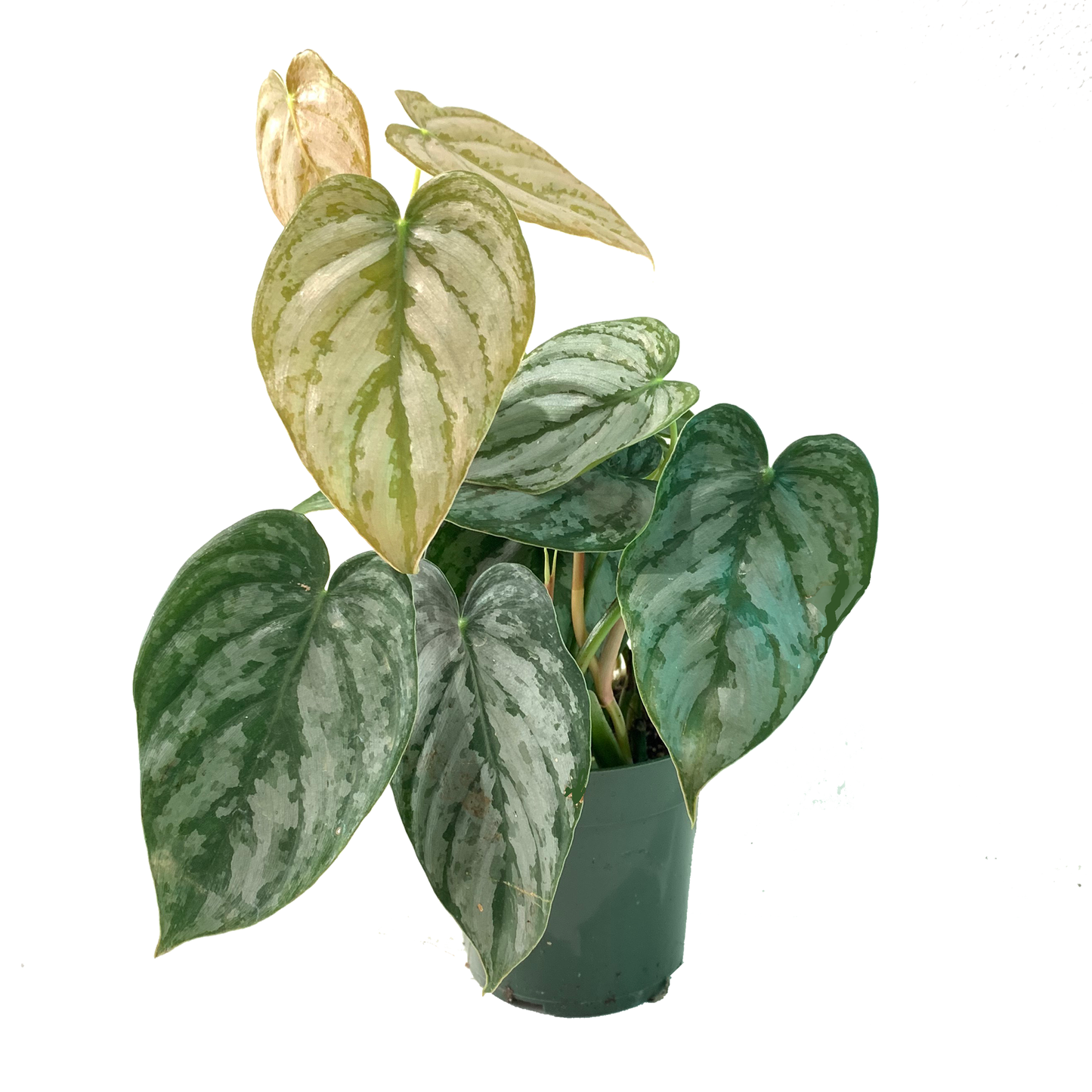 Philodendron 'brandi' - View 16 from www redcrocus com