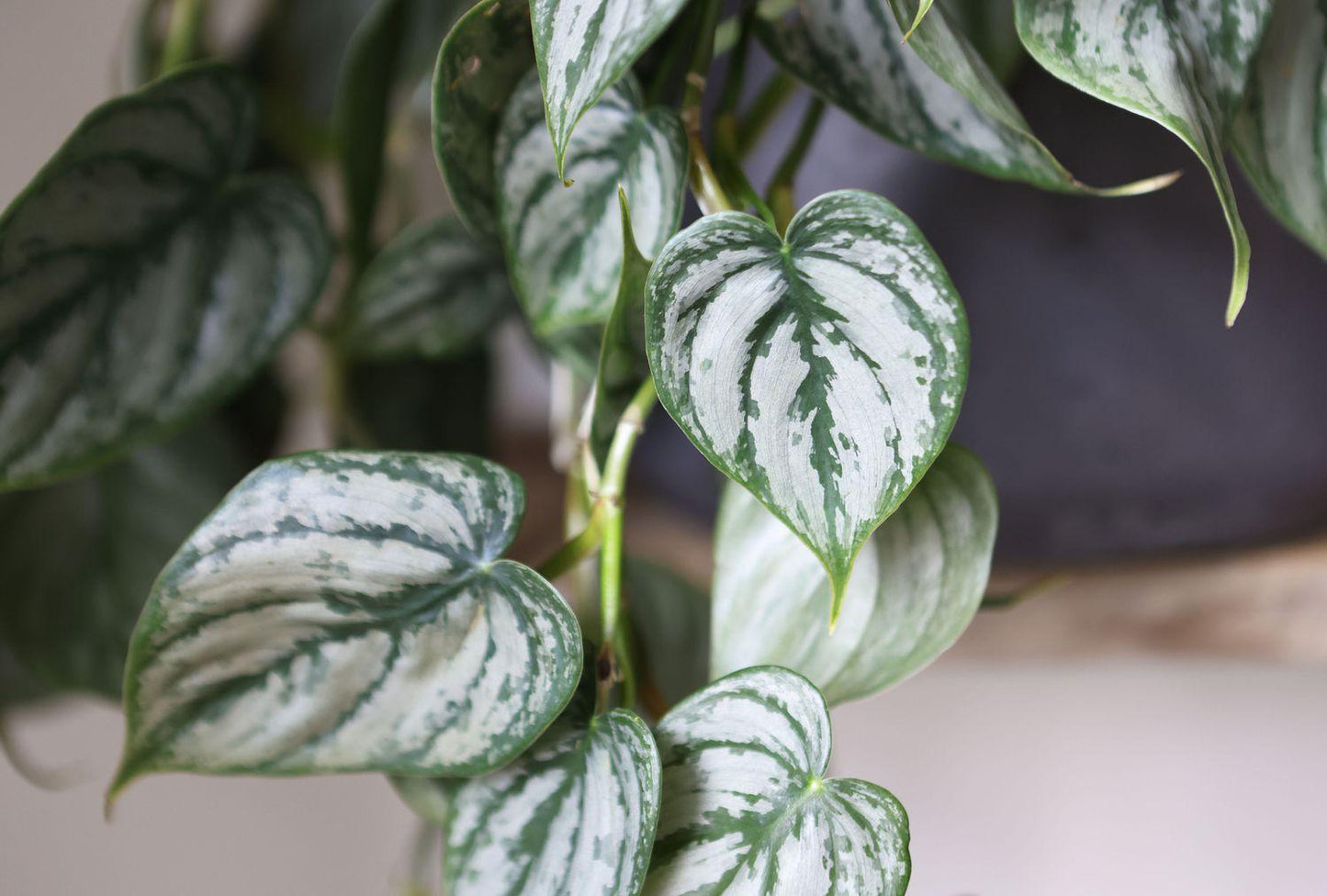Philodendron 'brandi' - View 17 from www redcrocus com