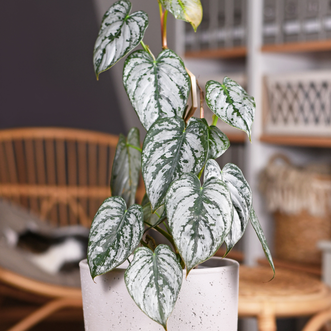 Philodendron 'brandi' - View 1 from www redcrocus com