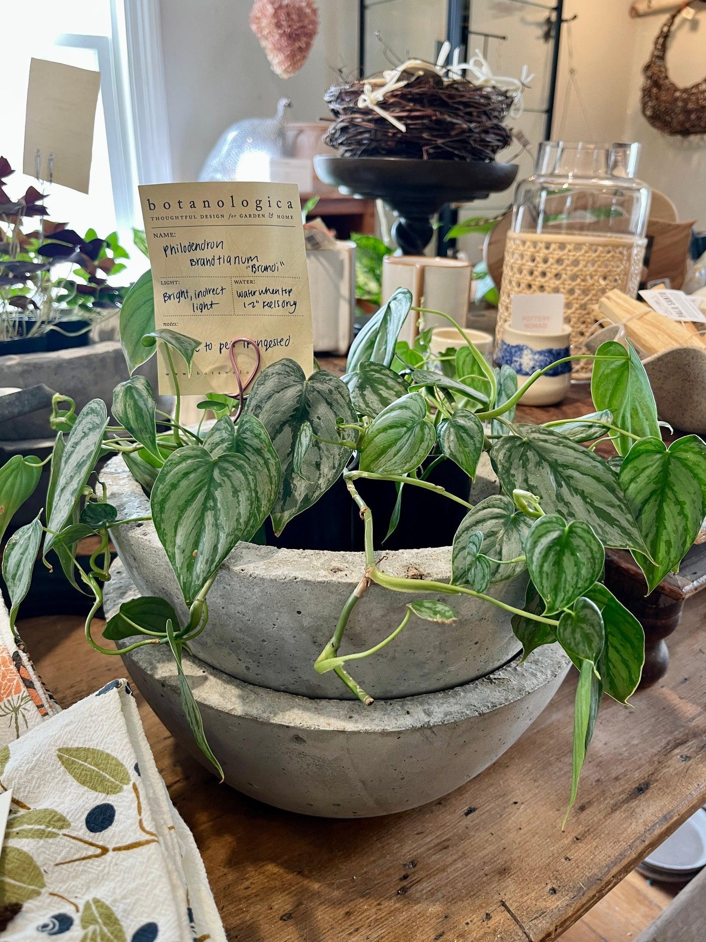 Philodendron 'brandi' - View 20 from www redcrocus com