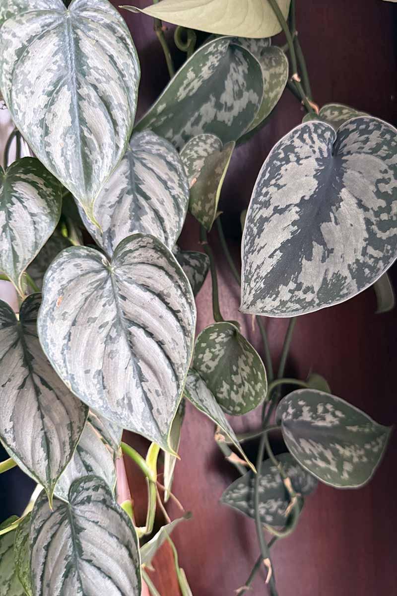 Philodendron 'brandi' - View 22 from www redcrocus com