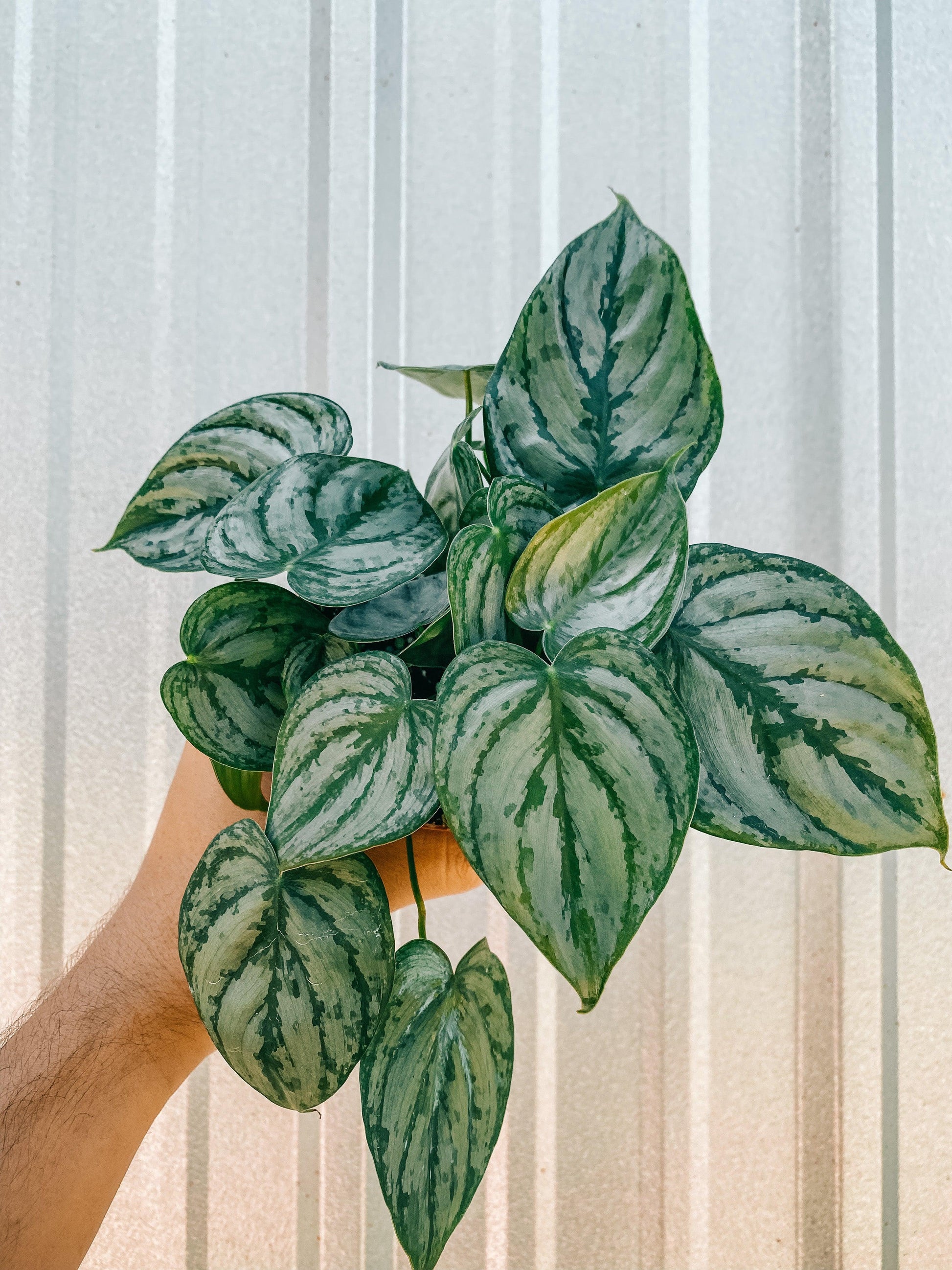 Philodendron 'brandi' - View 23 from www redcrocus com