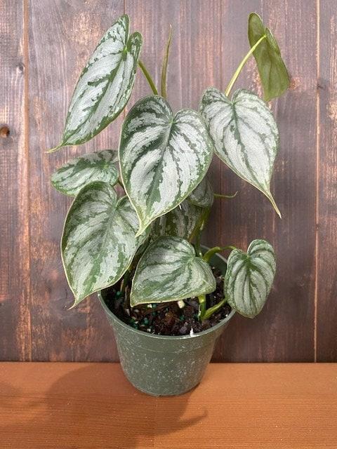 Philodendron 'brandi' - View 26 from www redcrocus com