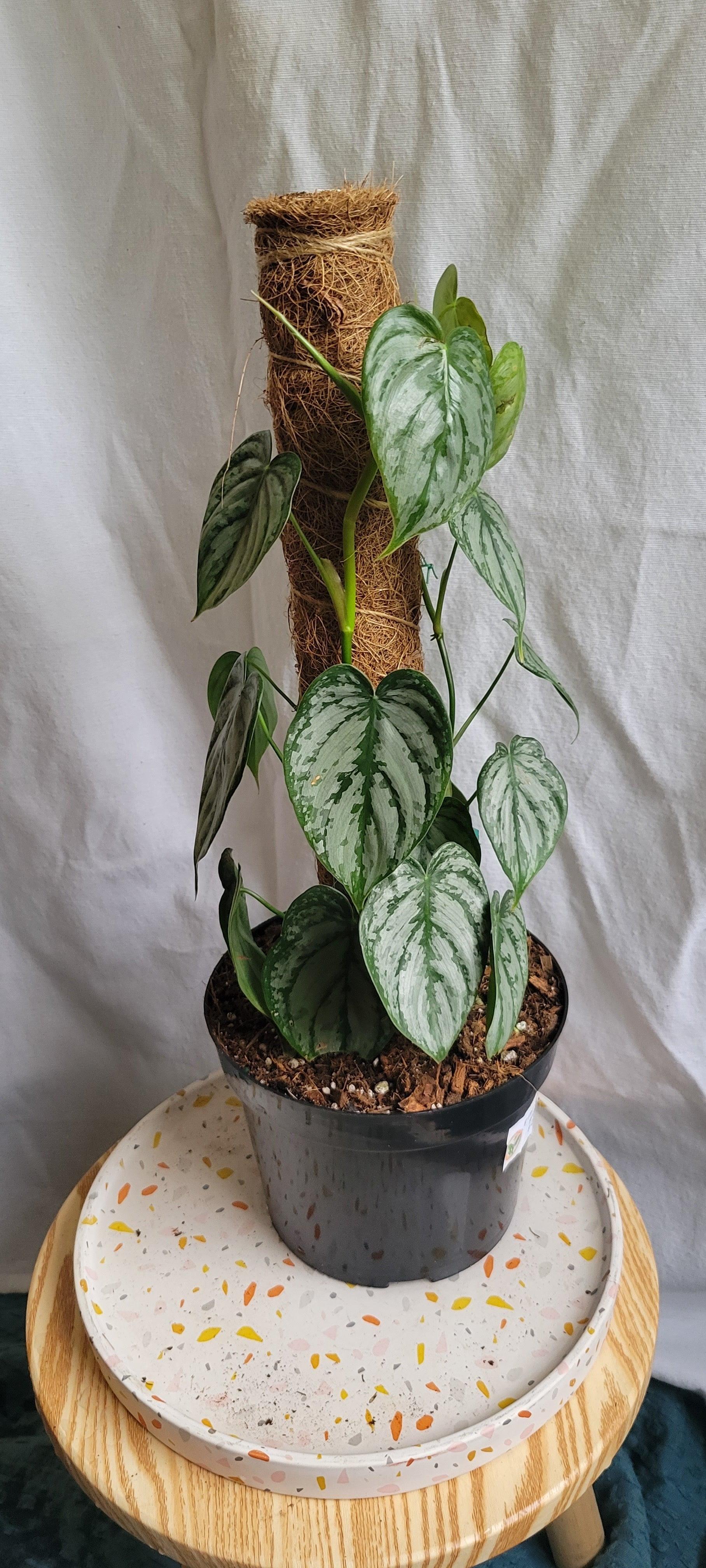 Philodendron 'brandi' - View 28 from www redcrocus com