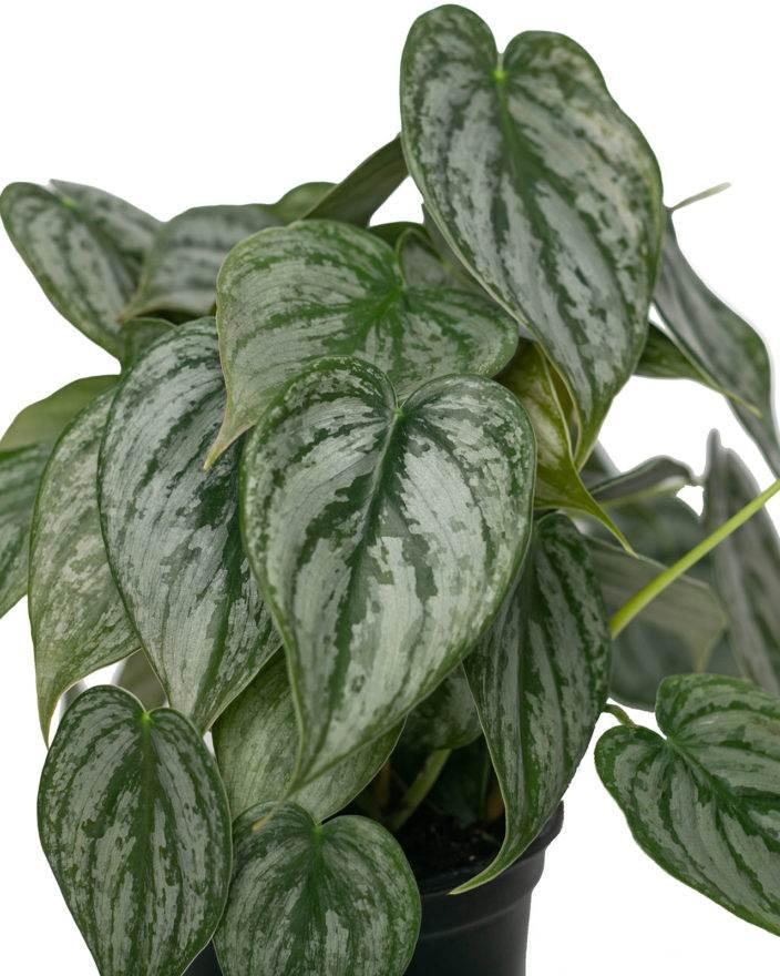 Philodendron 'brandi' - View 2 from www redcrocus com