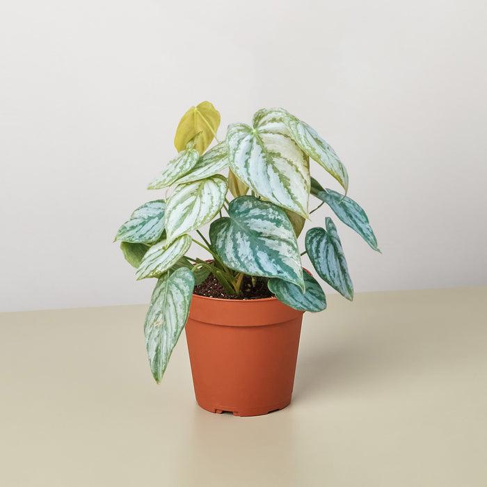 Philodendron 'brandi' - View 31 from www redcrocus com