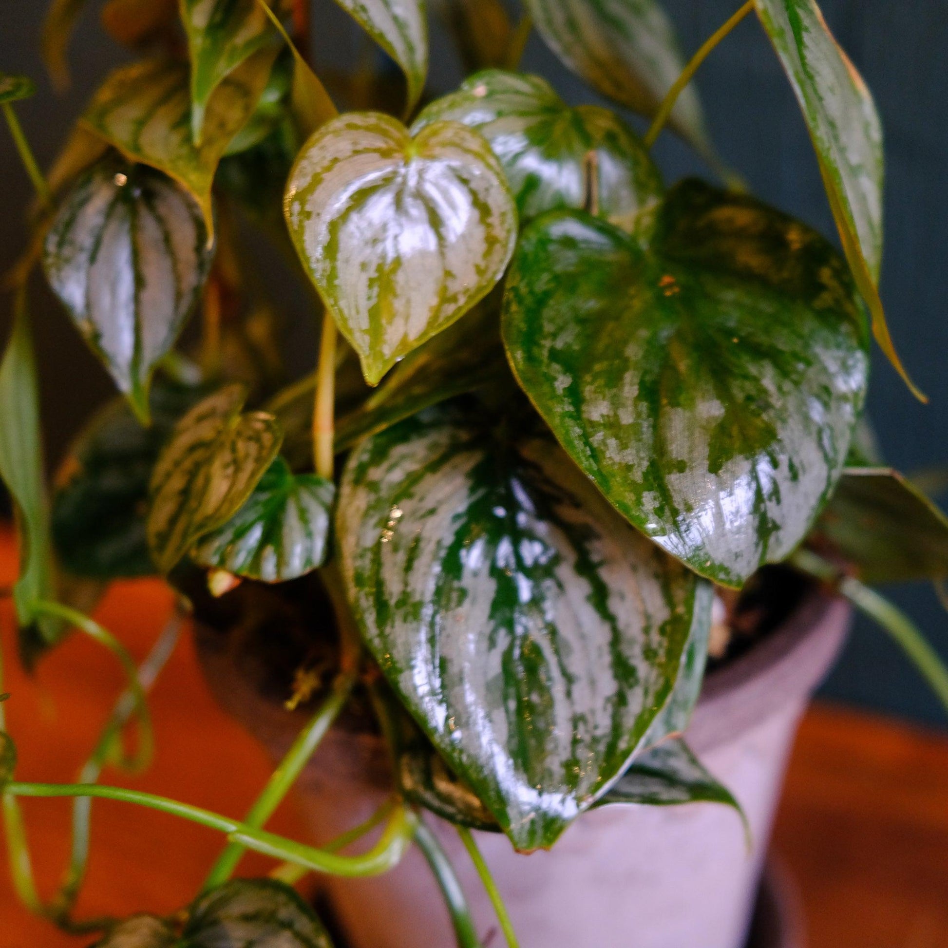 Philodendron 'brandi' - View 32 from www redcrocus com