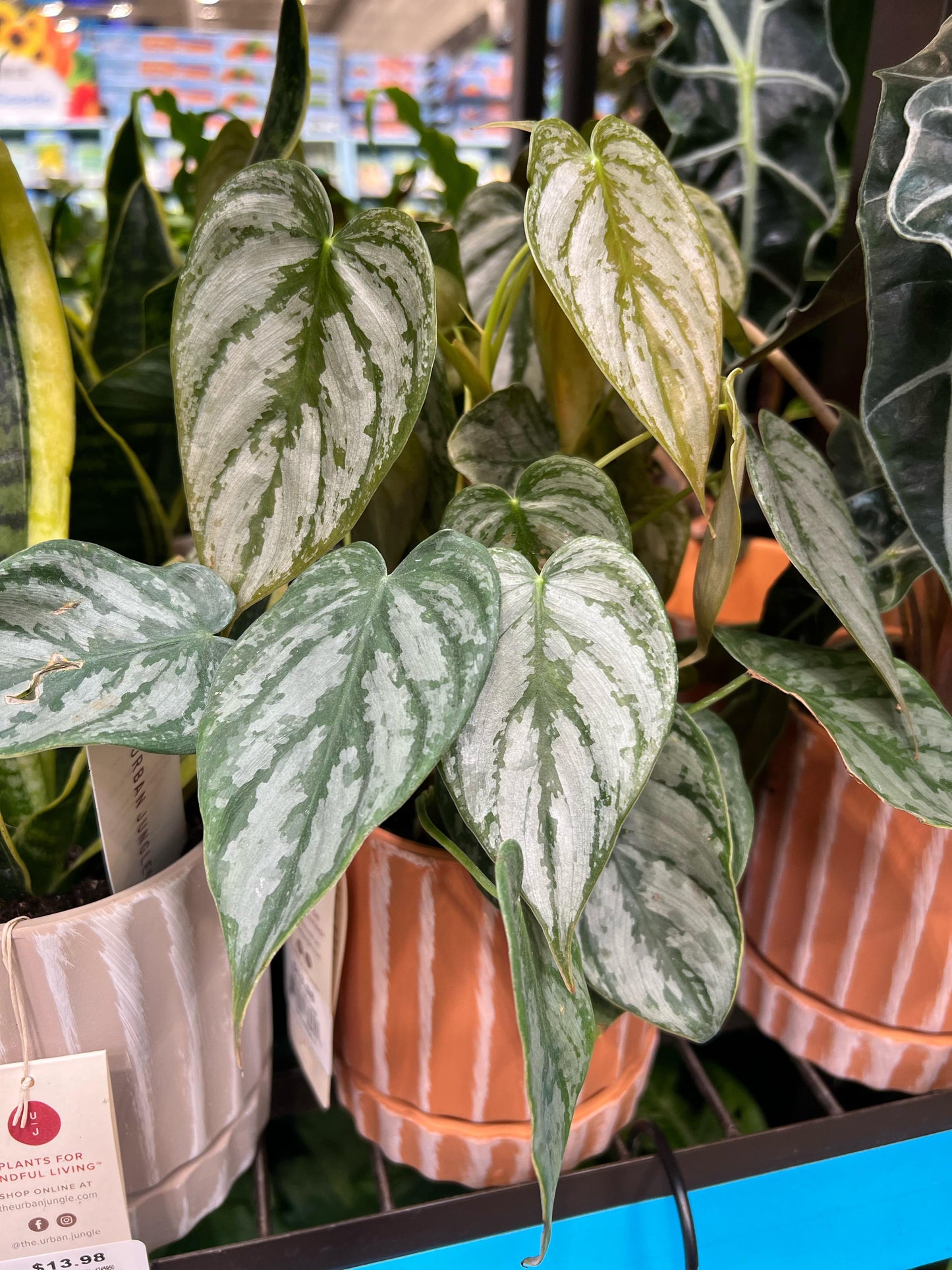 Philodendron 'brandi' - View 7 from www redcrocus com