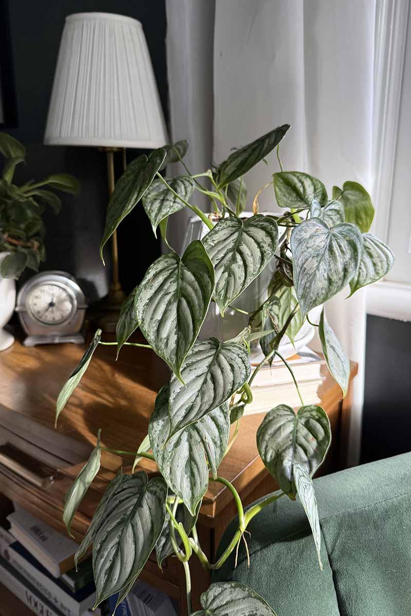 Philodendron 'brandi' - View 9 from www redcrocus com
