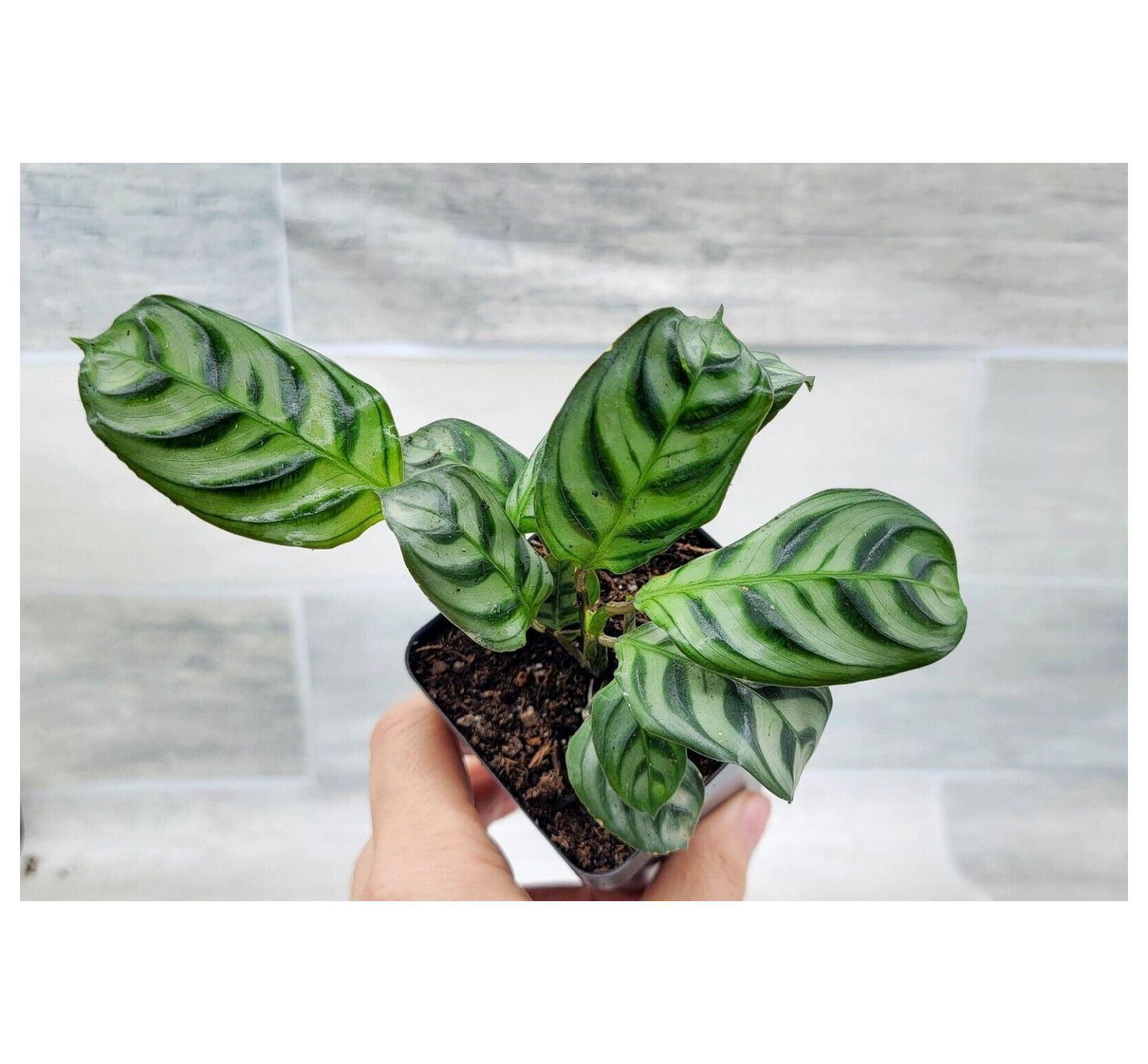 Calathea Burle Marx - View 10 from www redcrocus com