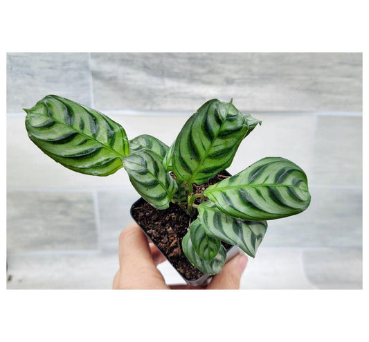 Calathea Burle Marx - View 10 from www redcrocus com