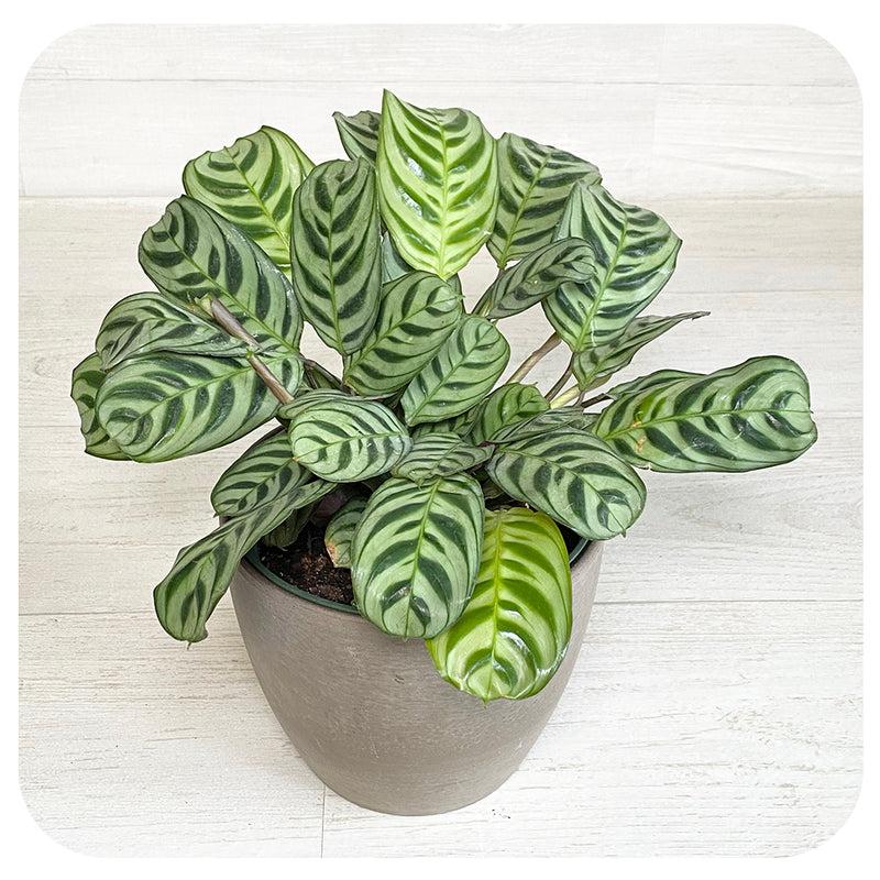 Calathea Burle Marx - View 11 from www redcrocus com