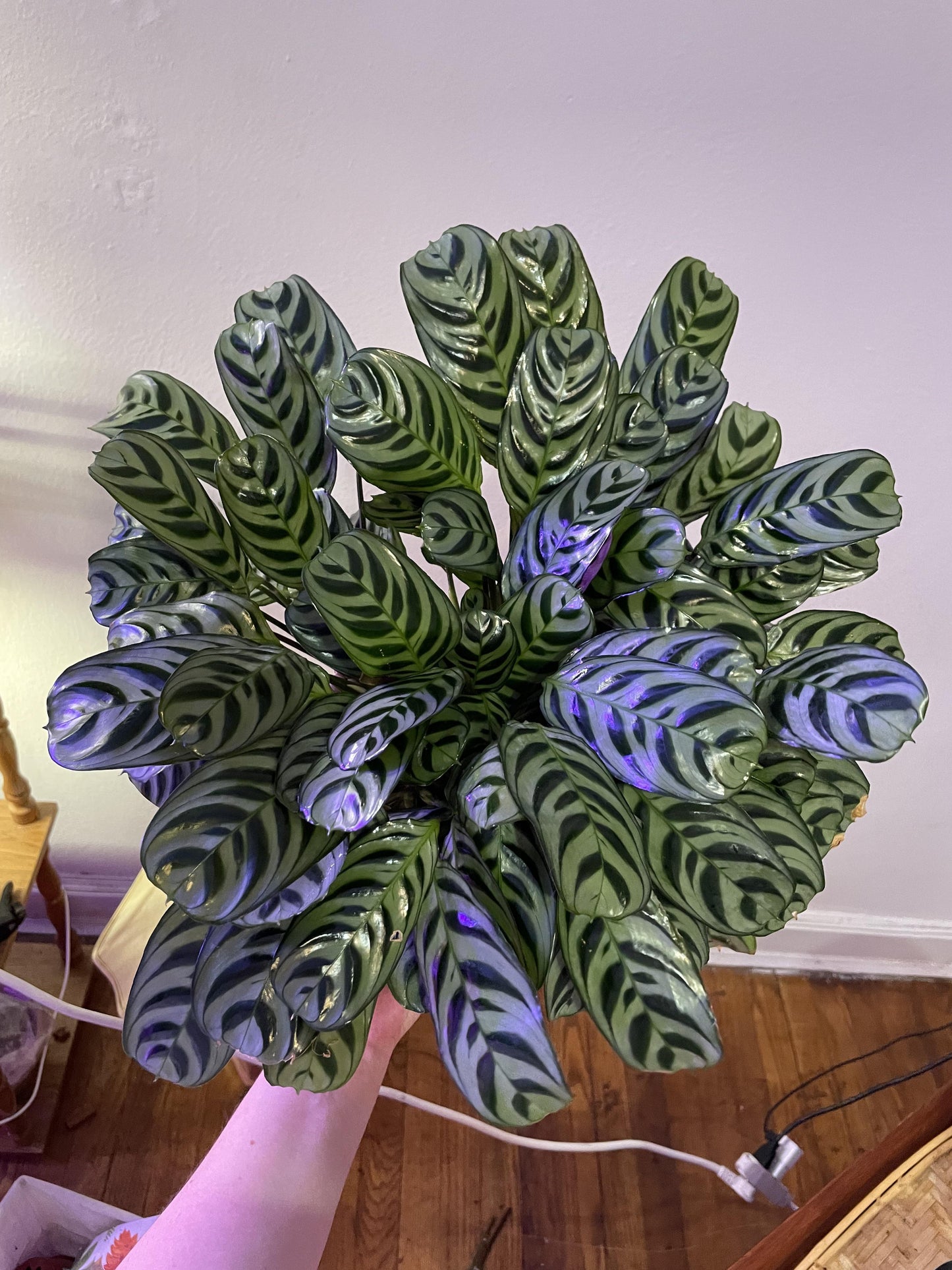 Calathea Burle Marx - View 12 from www redcrocus com