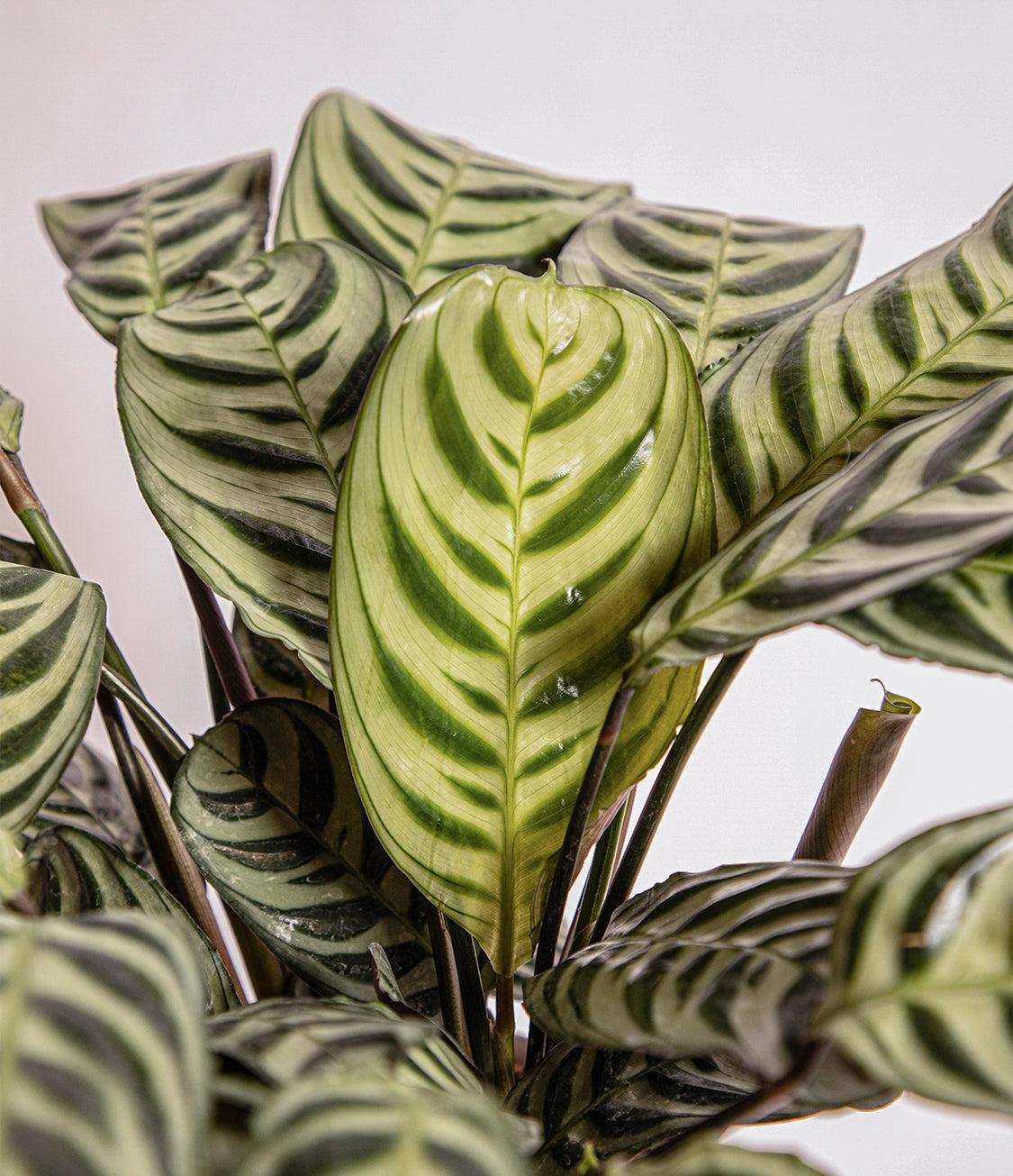 Calathea Burle Marx - View 13 from www redcrocus com