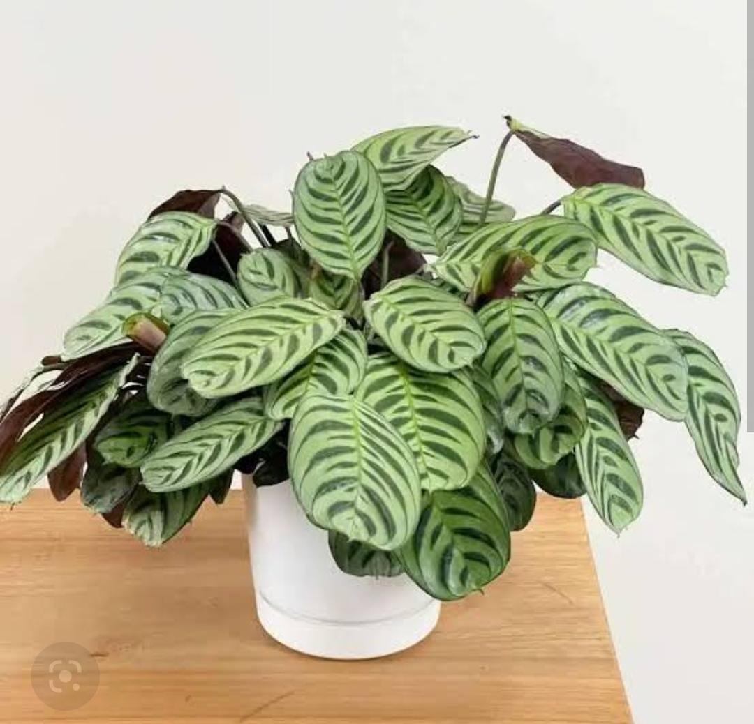 Calathea Burle Marx - View 15 from www redcrocus com