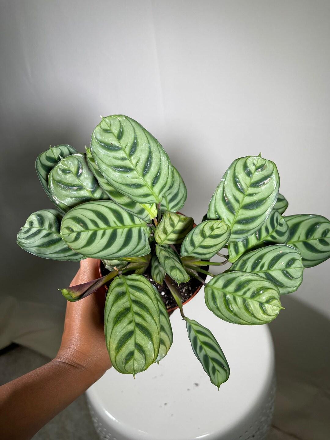 Calathea Burle Marx - View 17 from www redcrocus com