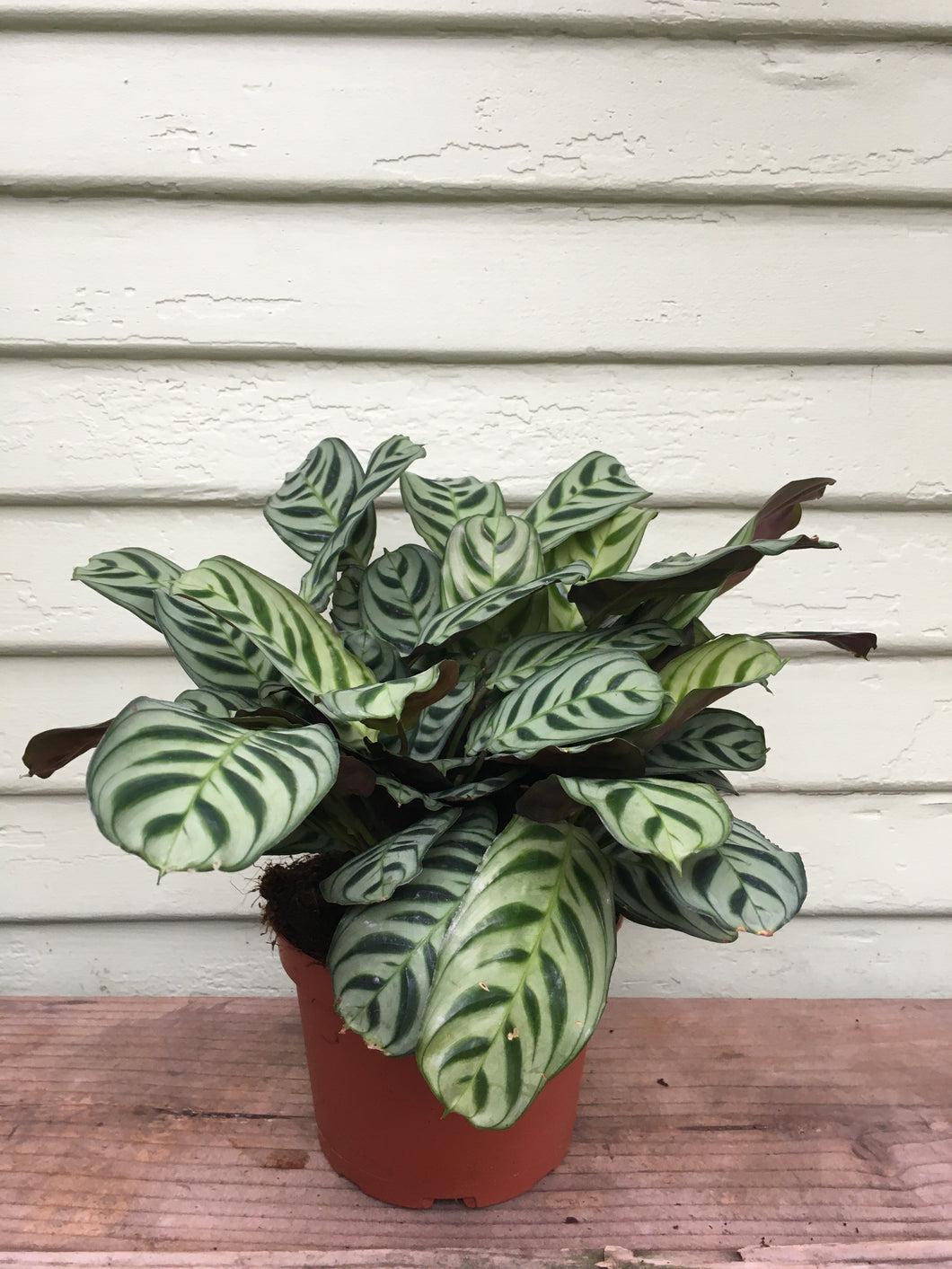 Calathea Burle Marx - View 18 from www redcrocus com