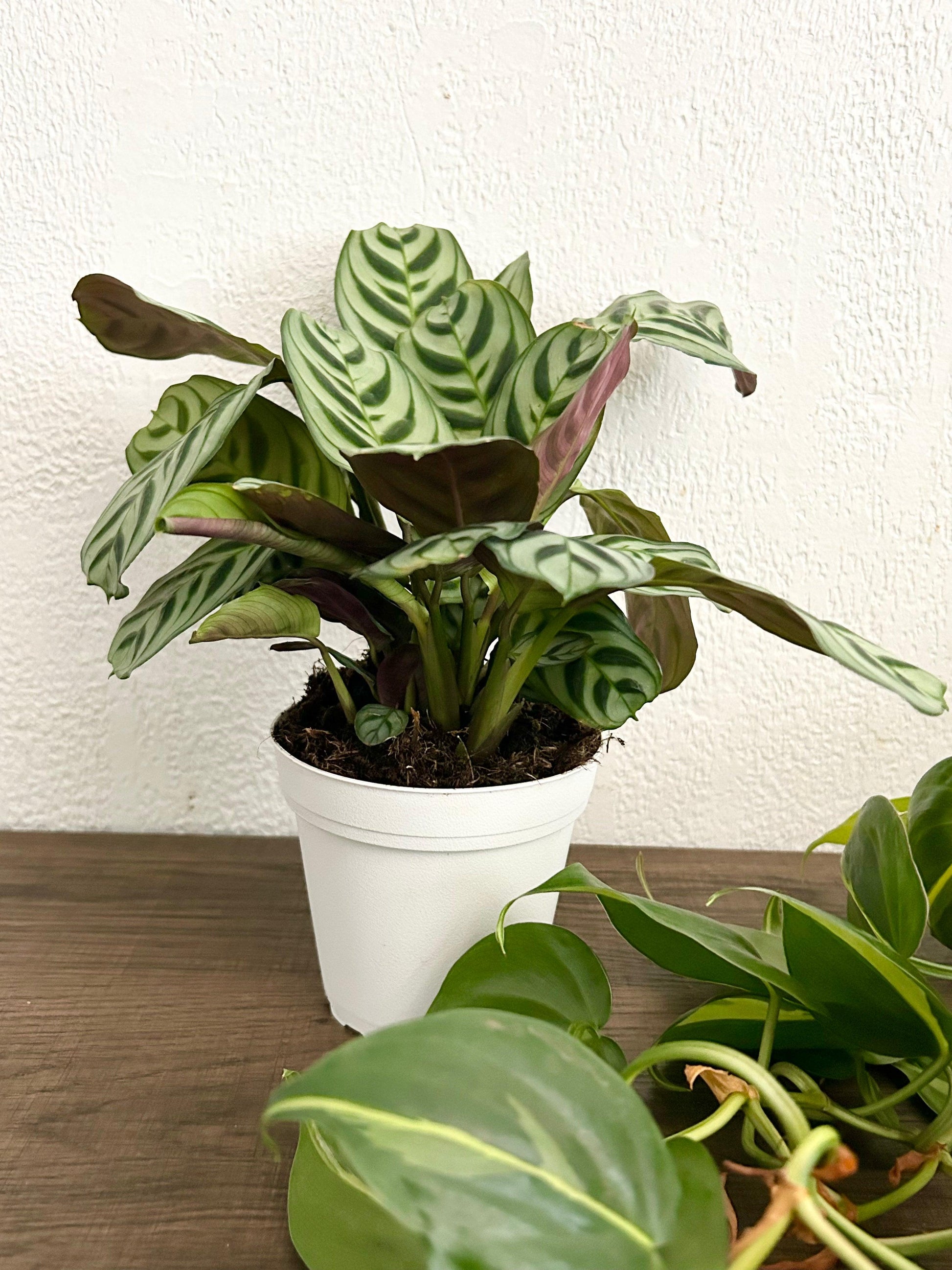 Calathea Burle Marx - View 19 from www redcrocus com