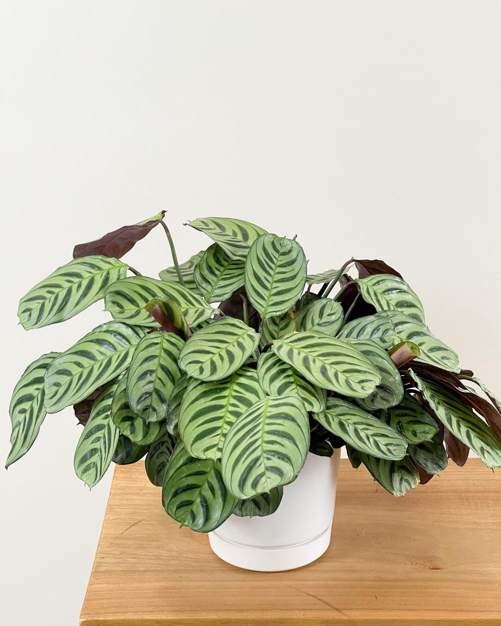 Calathea Burle Marx - View 1 from www redcrocus com