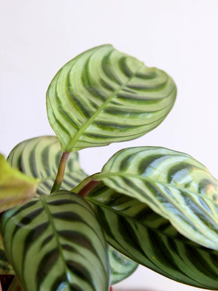 Calathea Burle Marx - View 20 from www redcrocus com