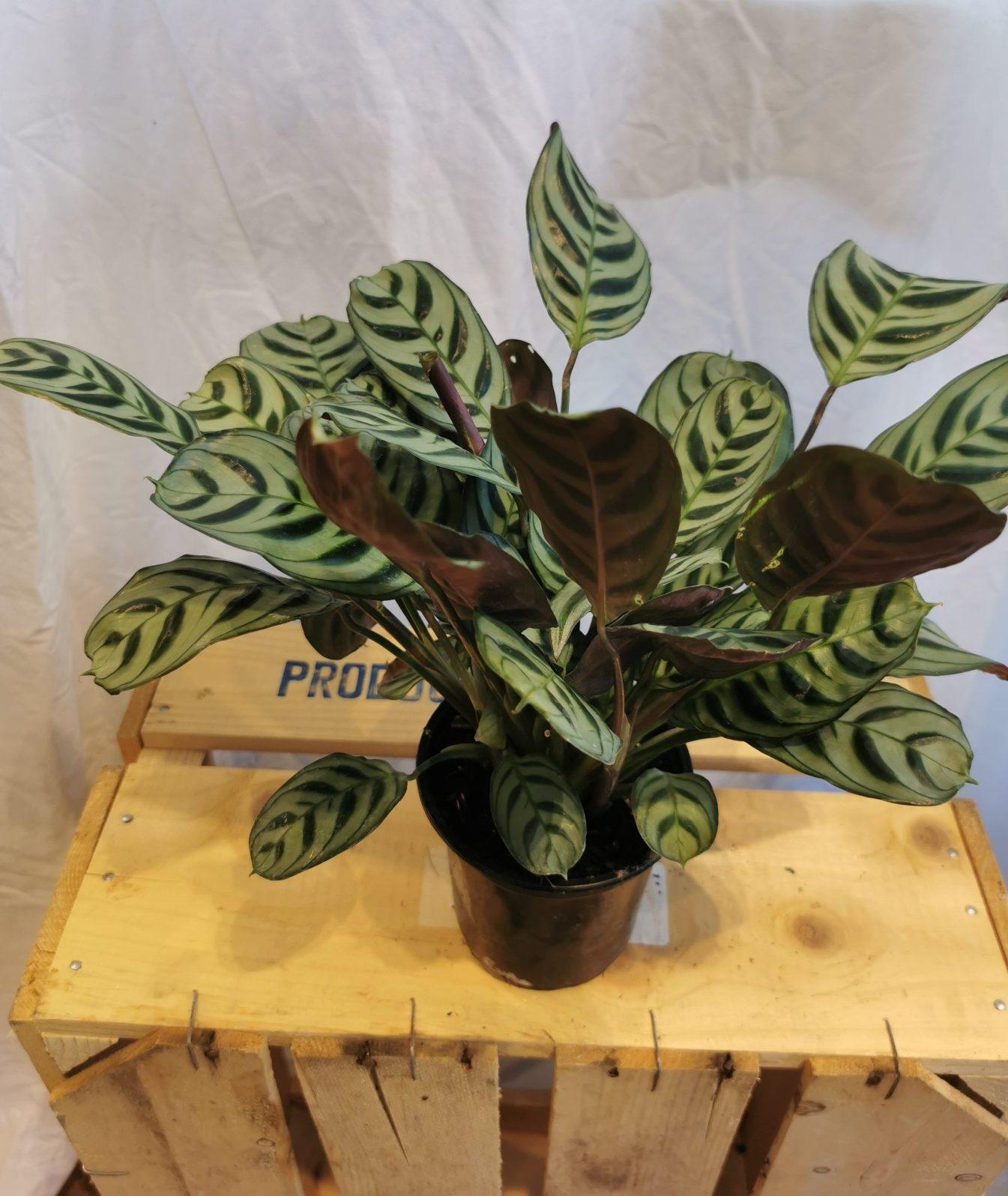 Calathea Burle Marx - View 2 from www redcrocus com