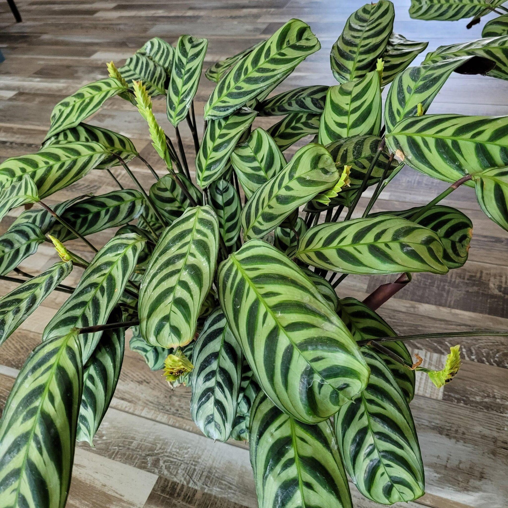 Calathea Burle Marx - View 3 from www redcrocus com