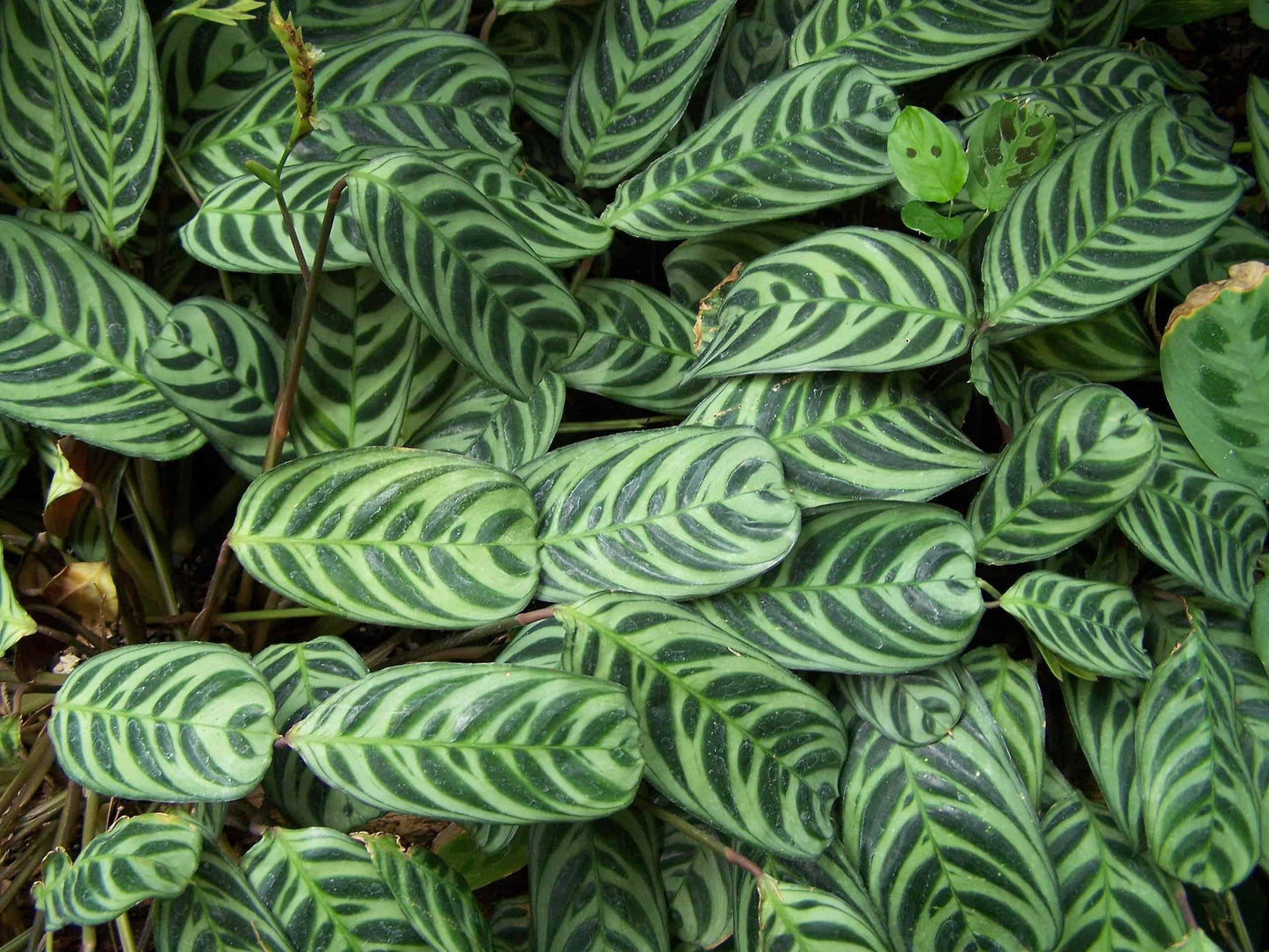 Calathea Burle Marx - View 4 from www redcrocus com