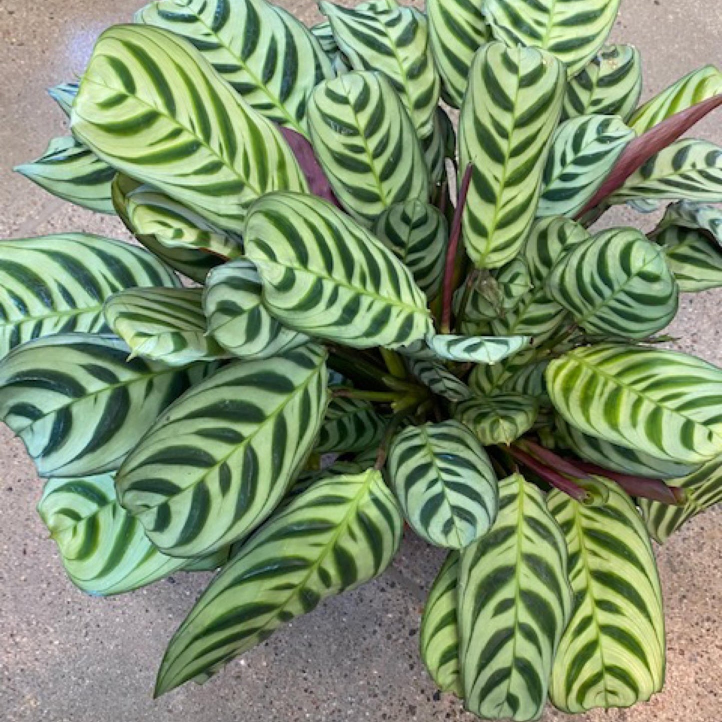 Calathea Burle Marx - View 5 from www redcrocus com