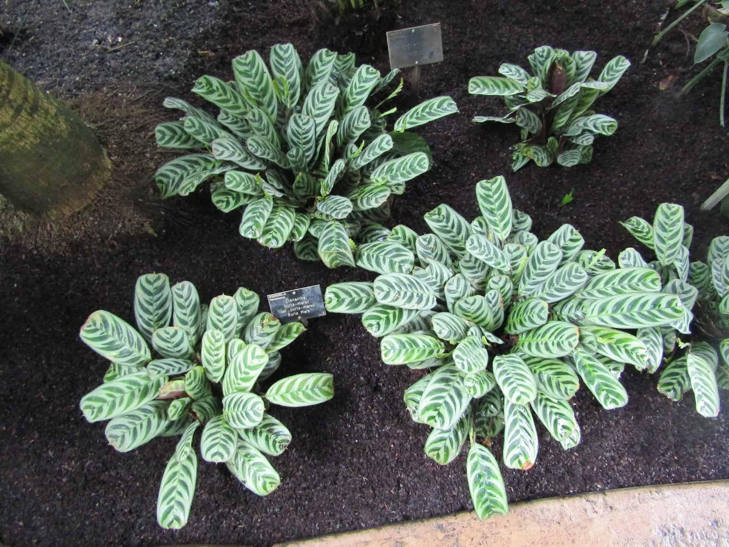 Calathea Burle Marx - View 6 from www redcrocus com