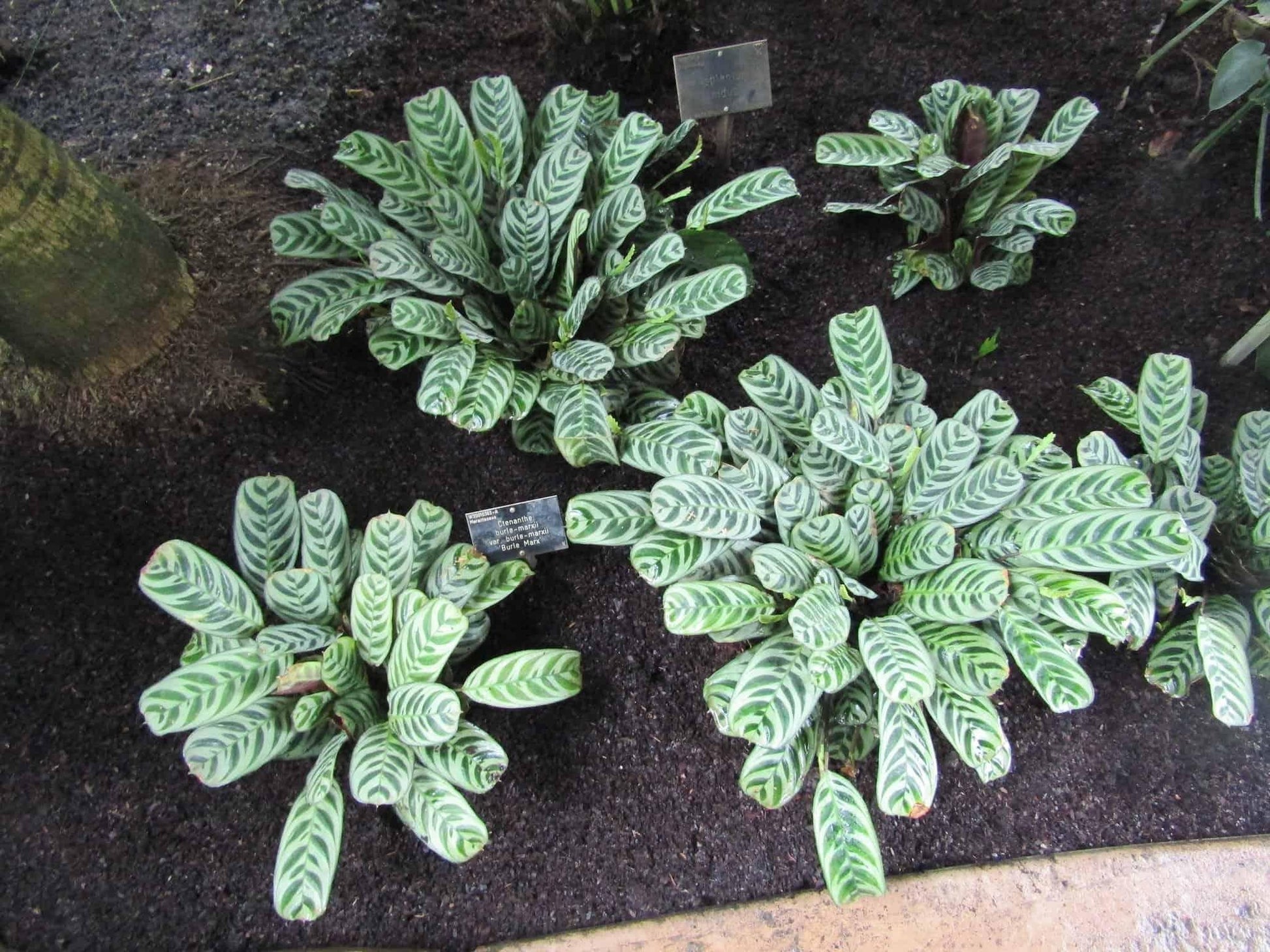 Calathea Burle Marx - View 6 from www redcrocus com