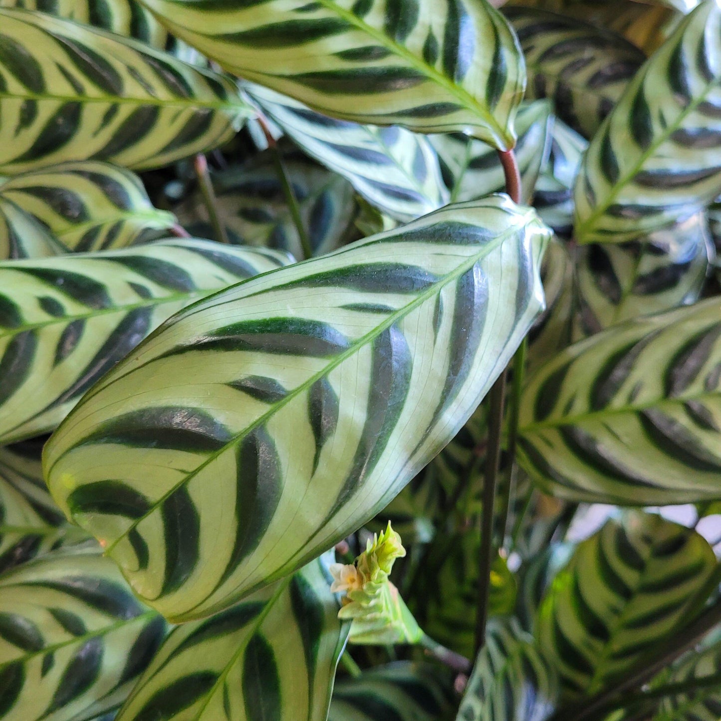 Calathea Burle Marx - View 7 from www redcrocus com