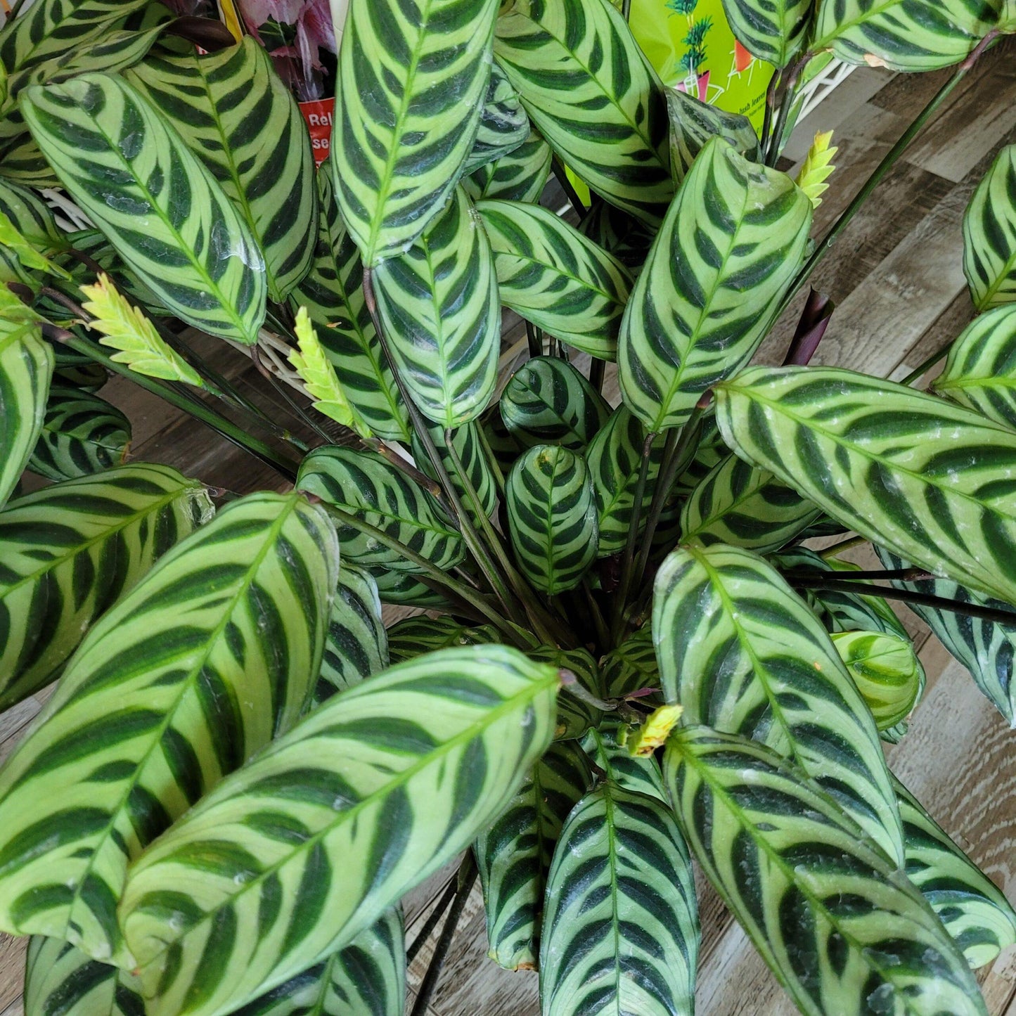 Calathea Burle Marx - View 8 from www redcrocus com