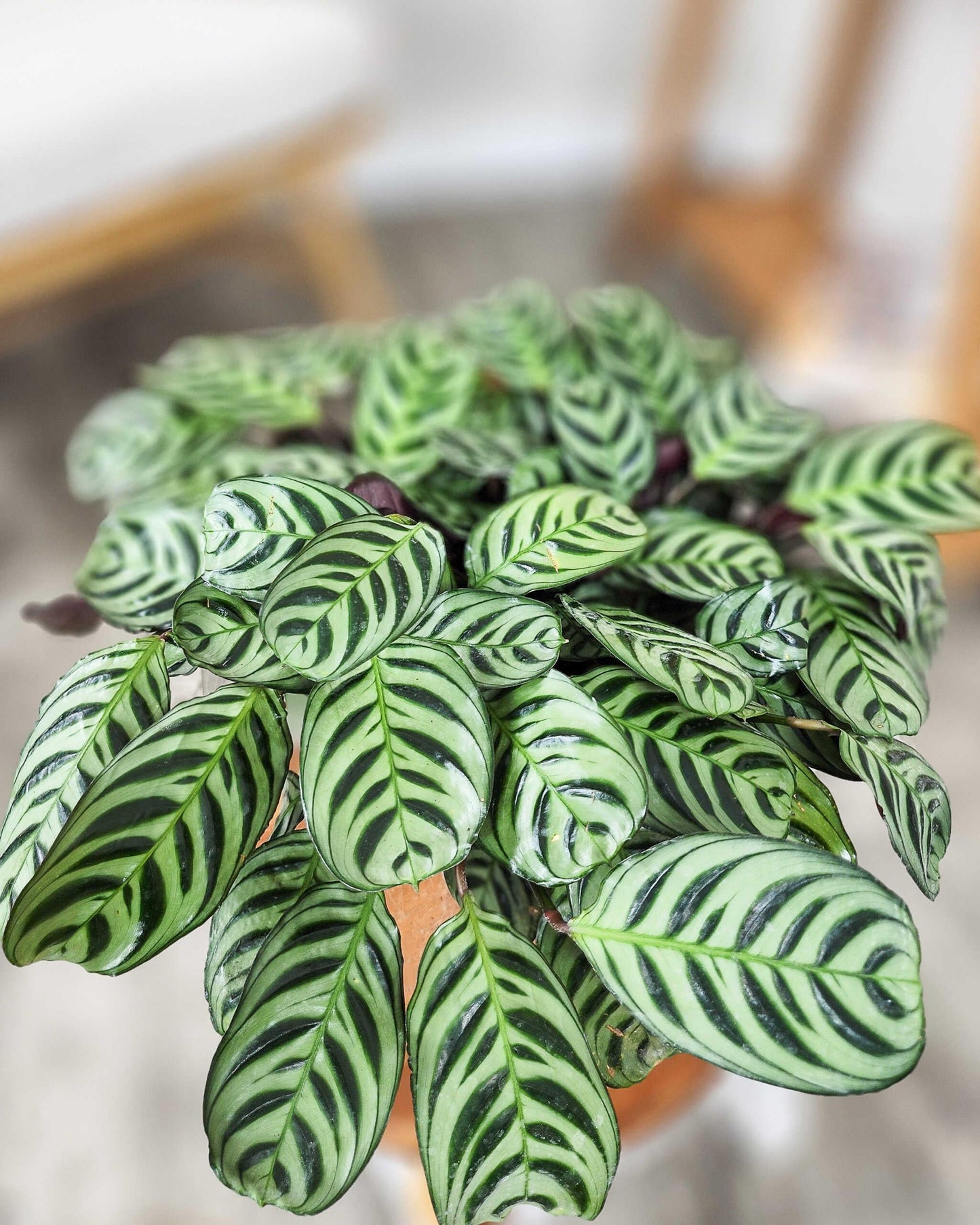 Calathea Burle Marx - View 9 from www redcrocus com