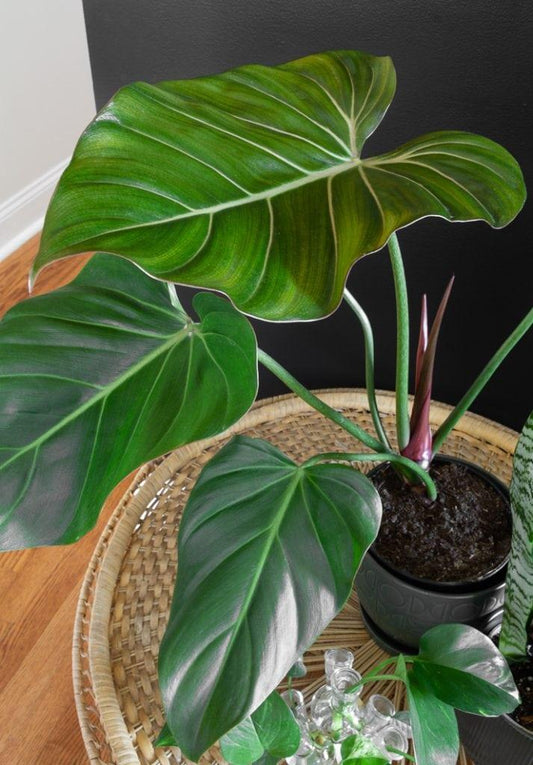 Philodendron Summer Glory - View 1 from www redcrocus com