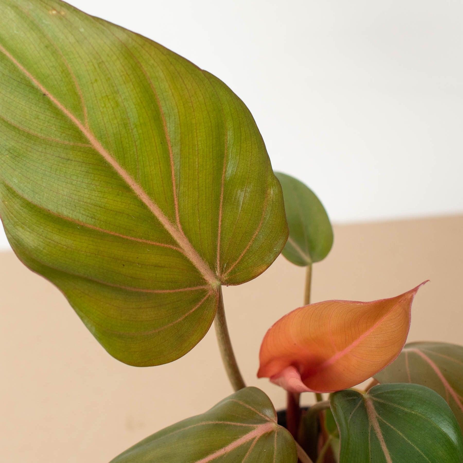 Philodendron Summer Glory - View 3 from www redcrocus com