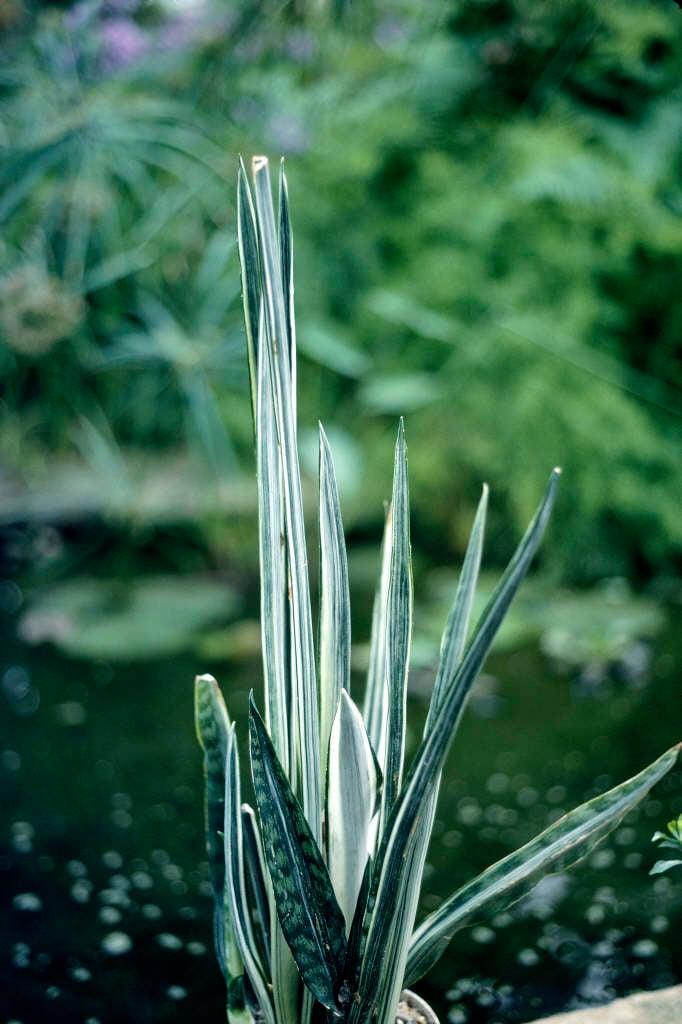 Sansevieria 'bantel's Sensation' - View 10 from www redcrocus com