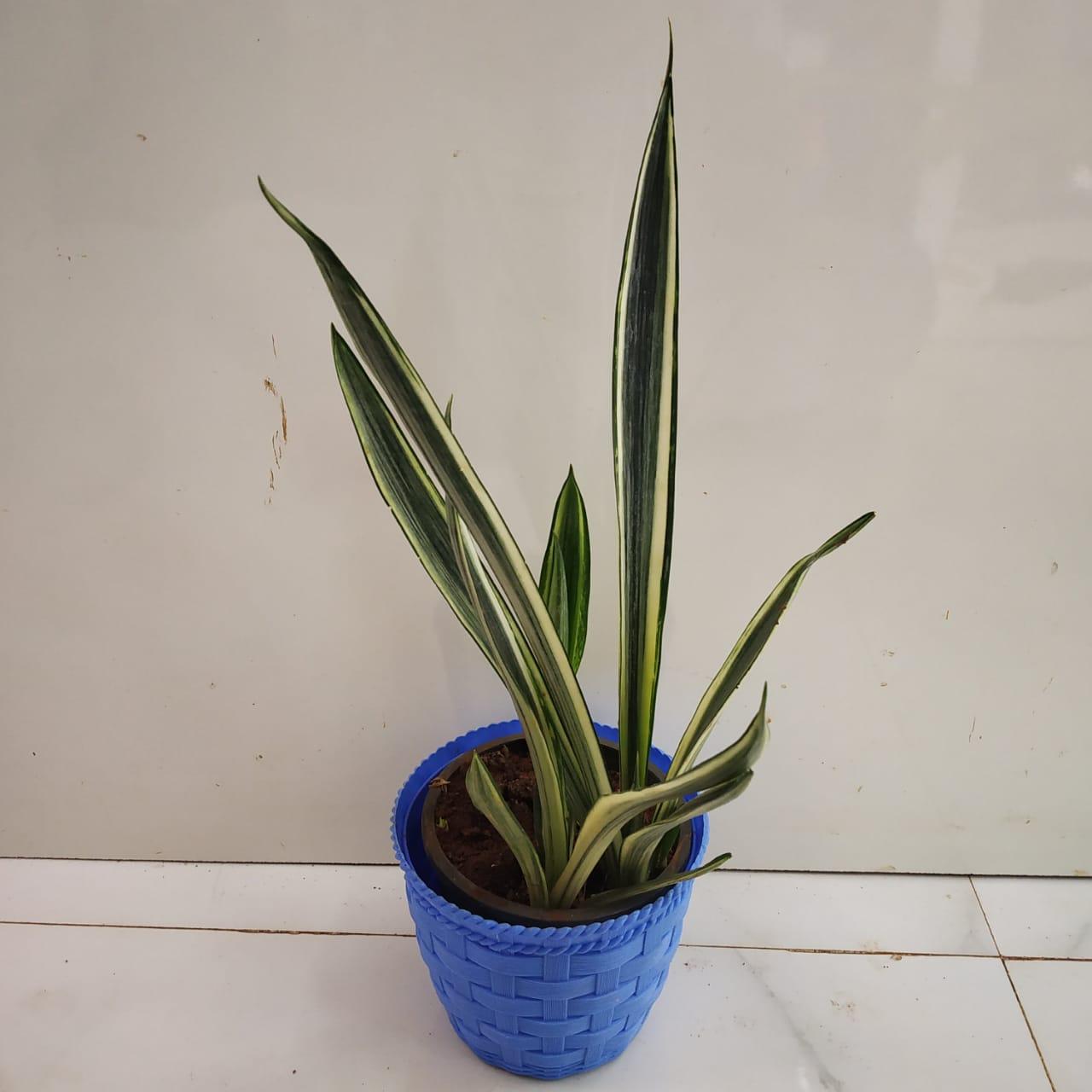 Sansevieria 'bantel's Sensation' - View 12 from www redcrocus com