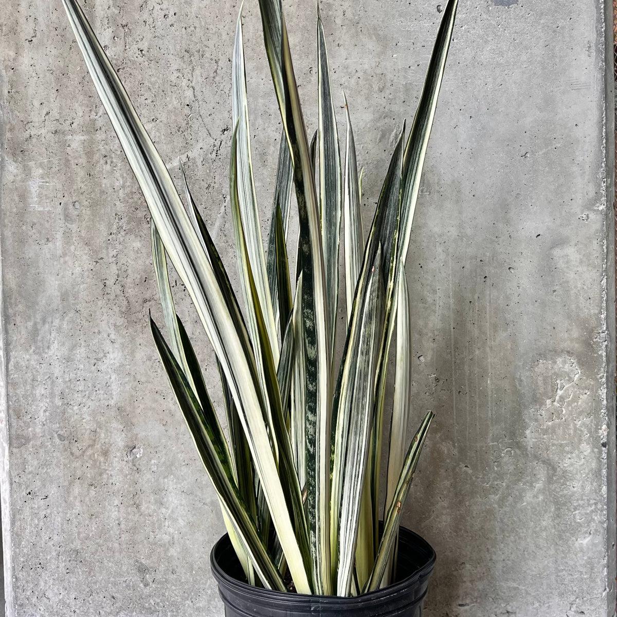 Sansevieria 'bantel's Sensation' - View 14 from www redcrocus com
