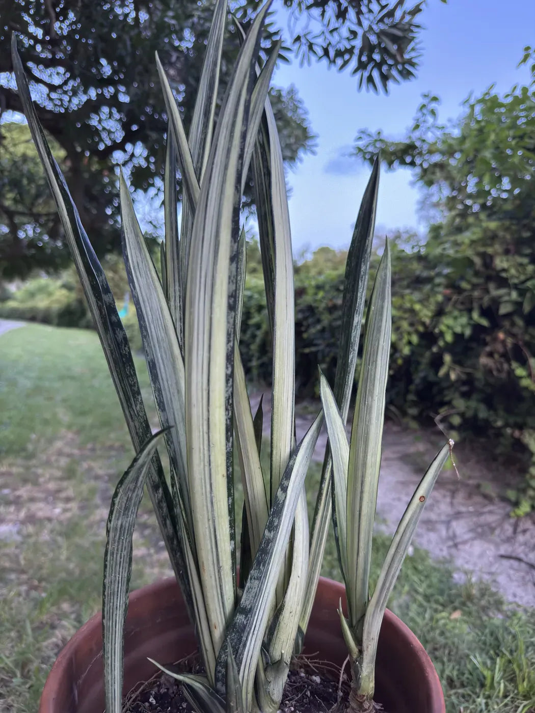 Sansevieria 'bantel's Sensation' - View 15 from www redcrocus com