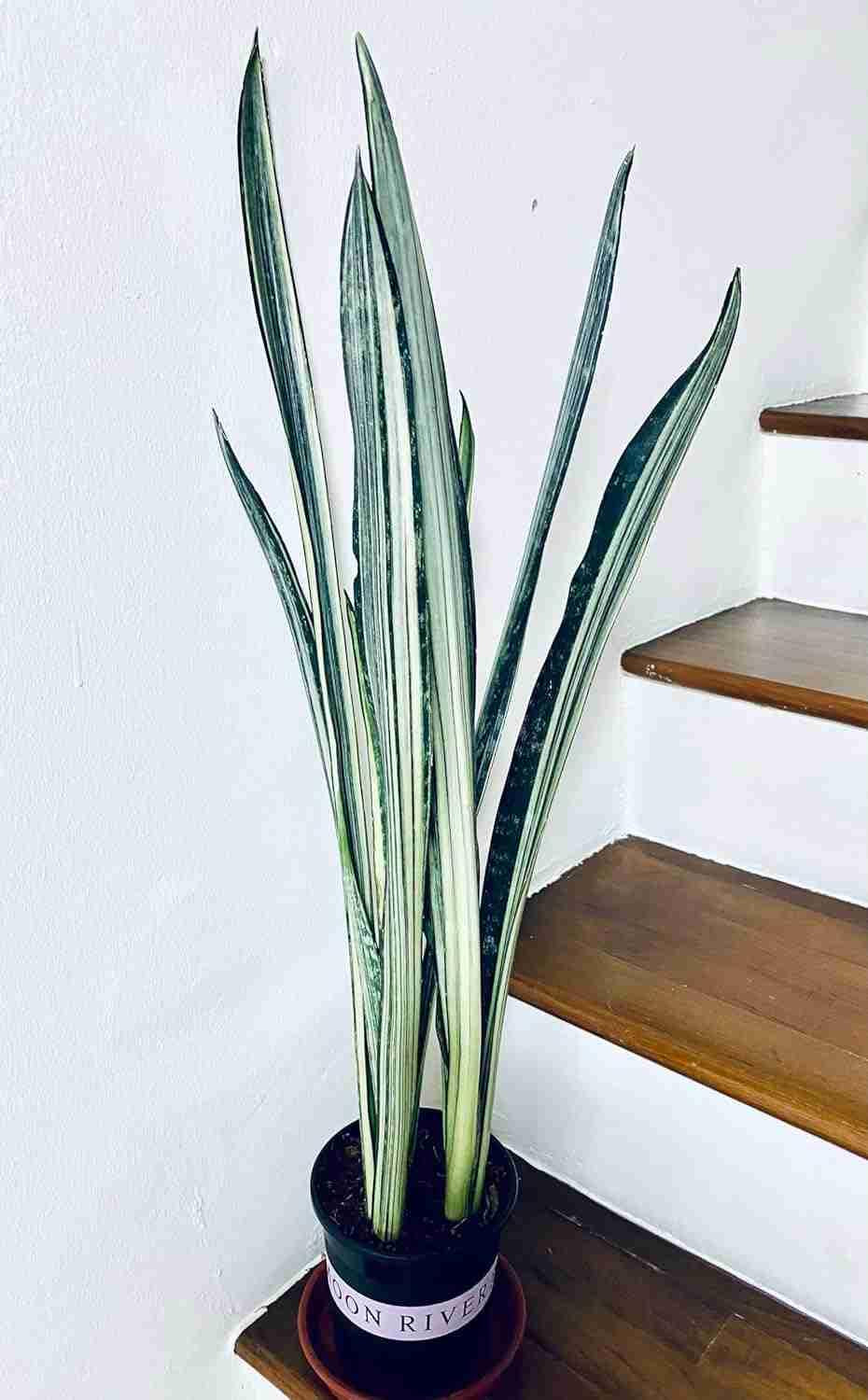 Sansevieria 'bantel's Sensation' - View 18 from www redcrocus com