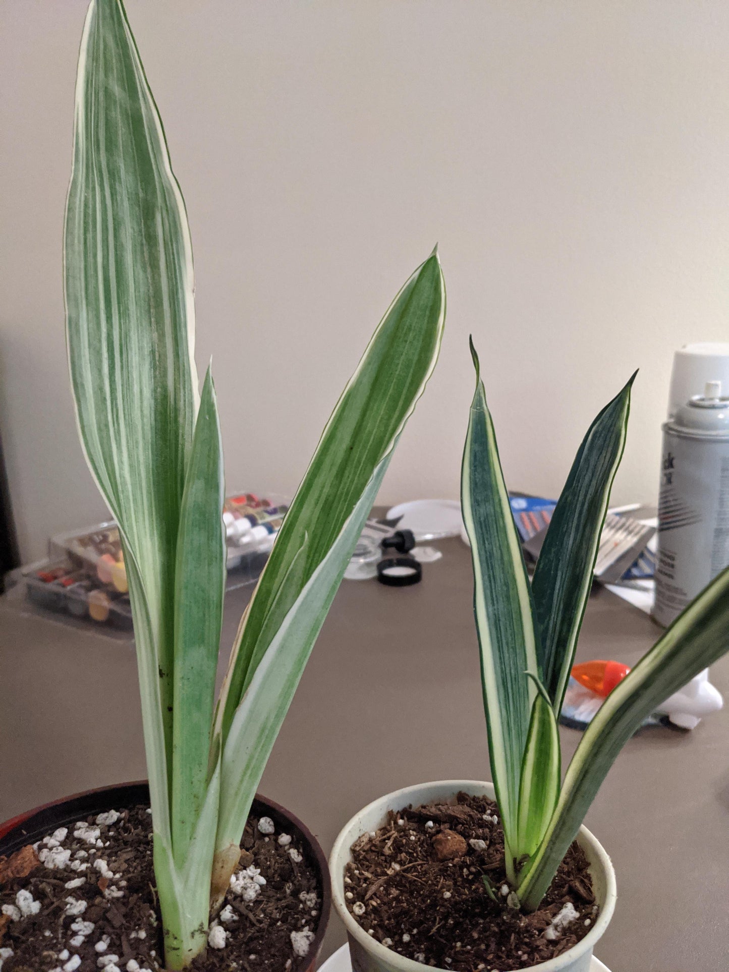 Sansevieria 'bantel's Sensation' - View 19 from www redcrocus com
