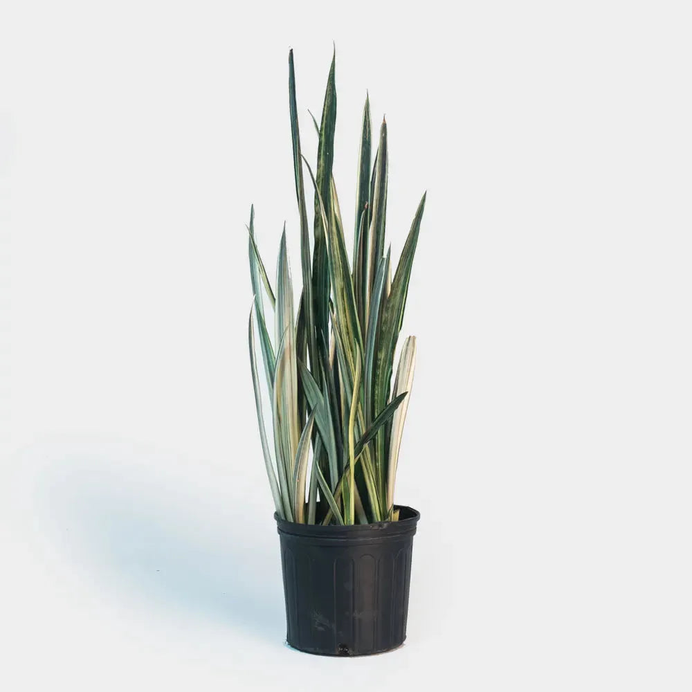 Sansevieria 'bantel's Sensation' - View 1 from www redcrocus com